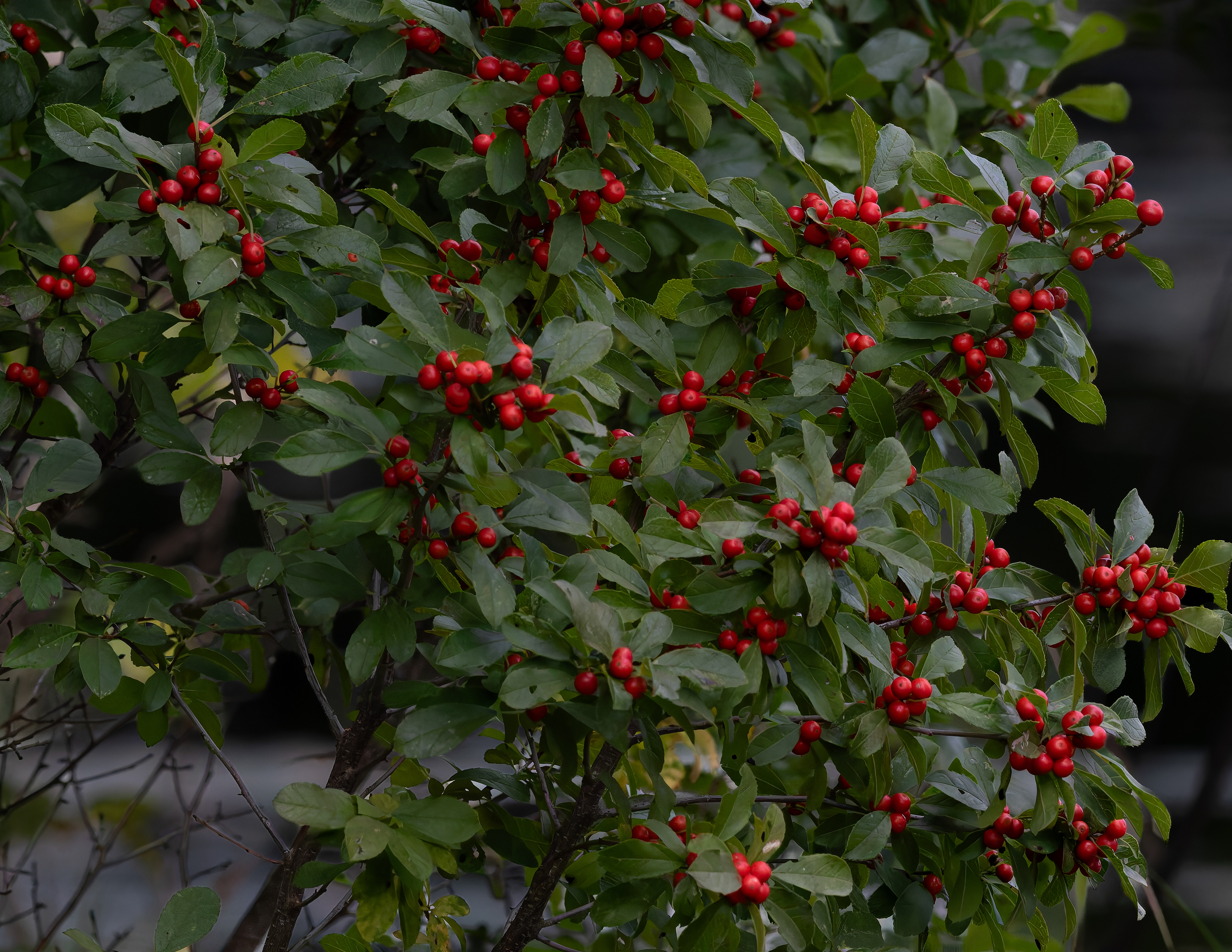 Berries
