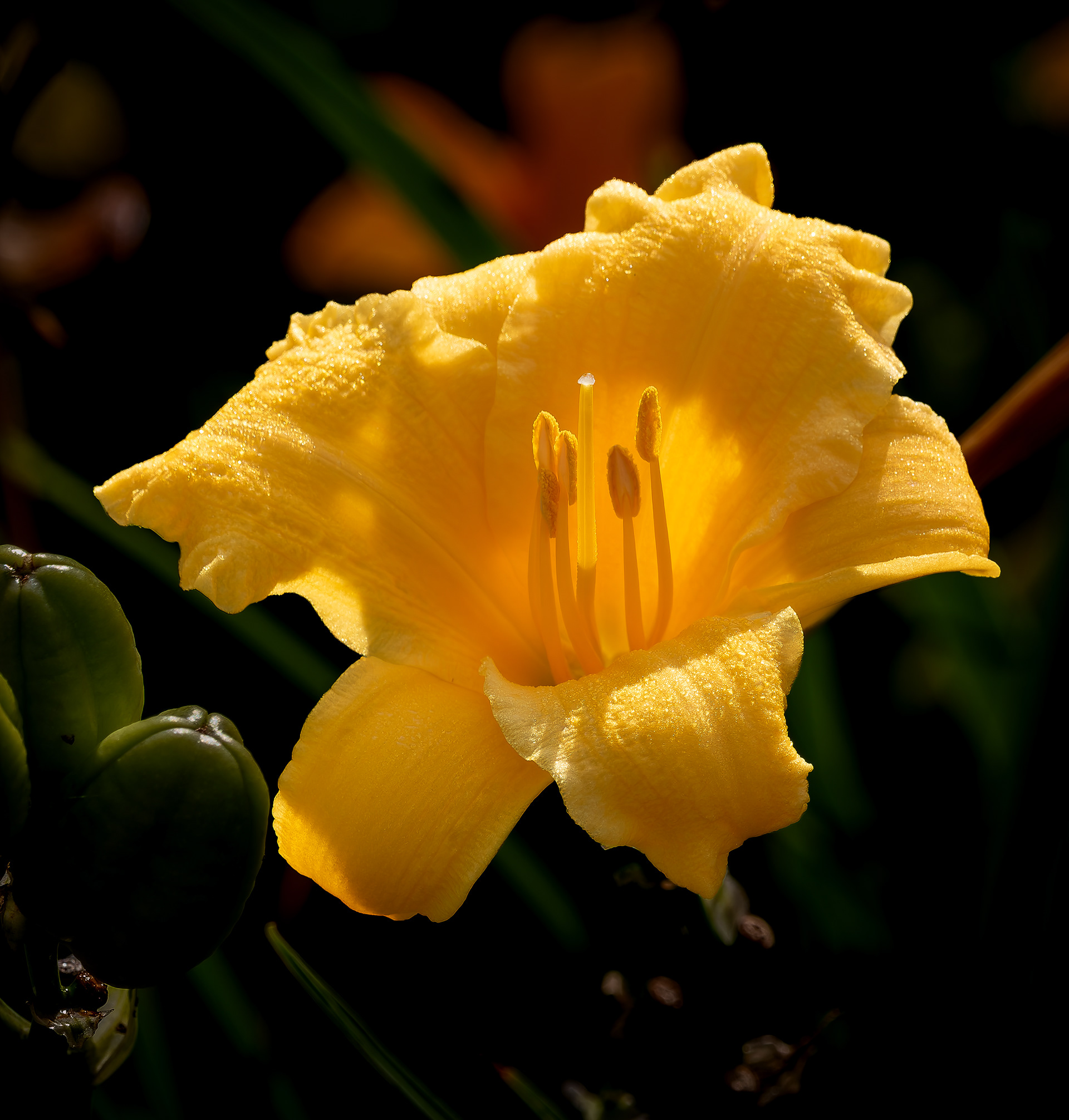 Stella d'Oro Daylily