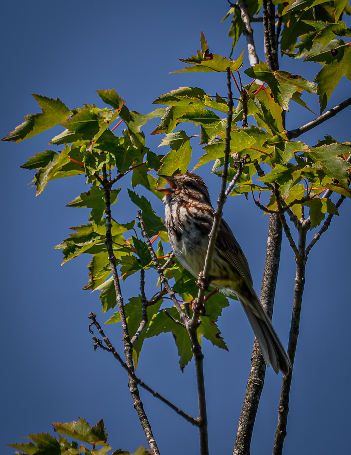 Song Sparrow