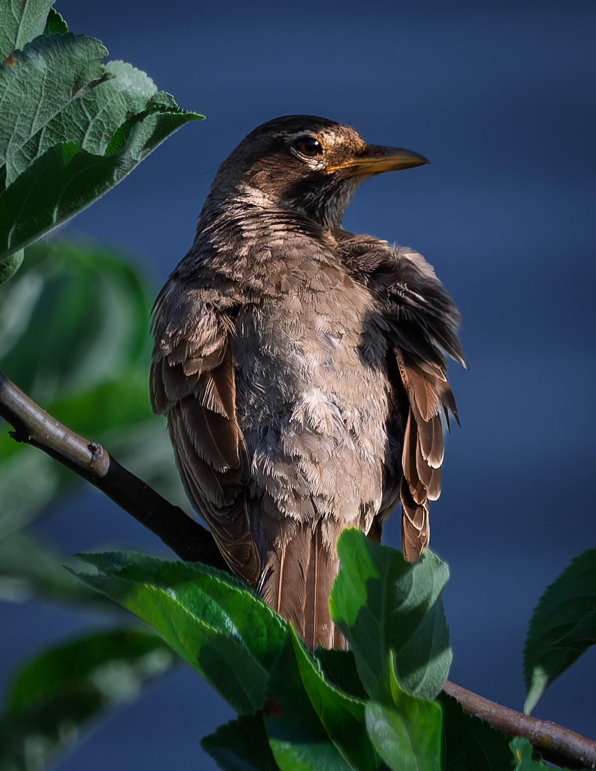 American Robin No1