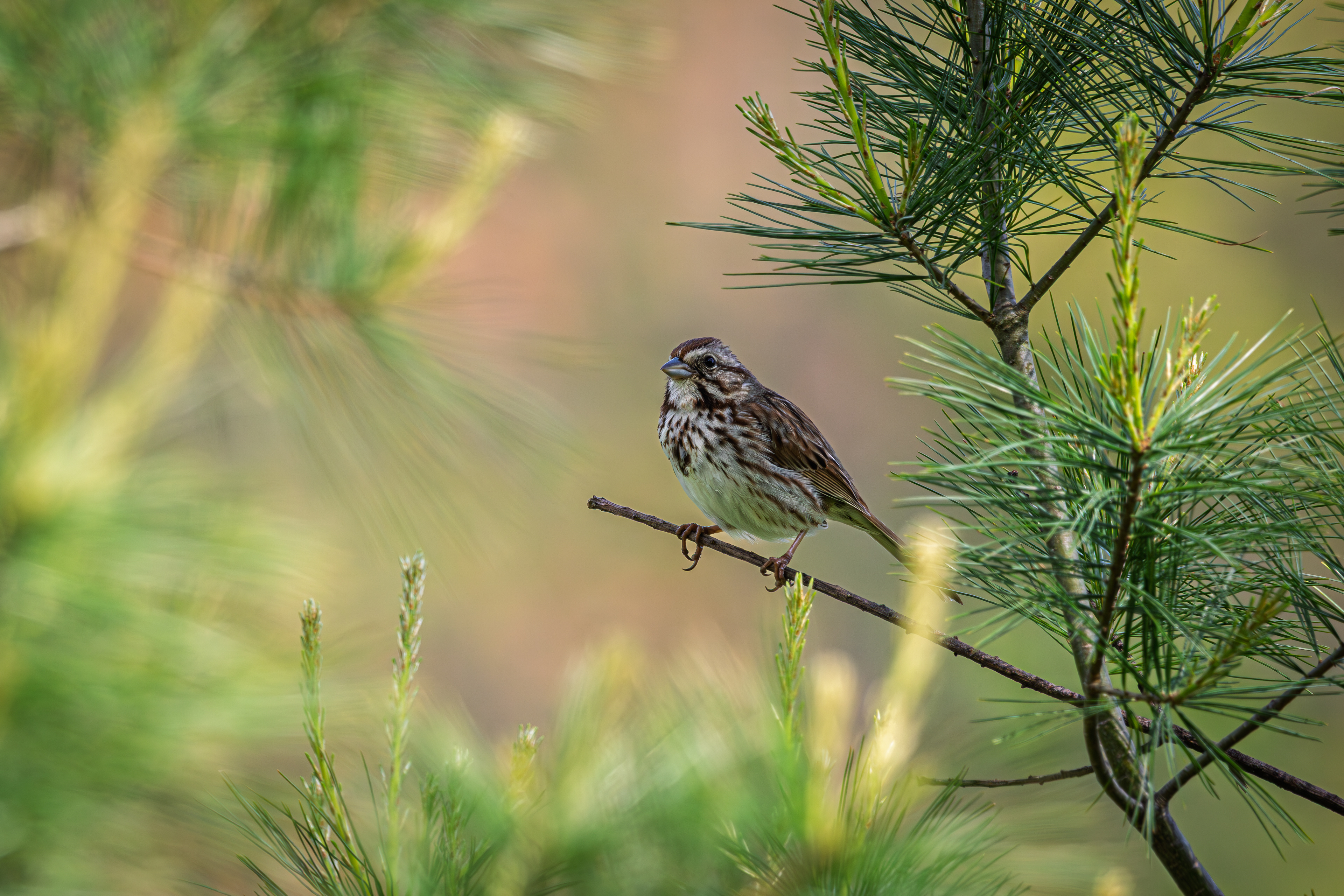 Song Sparrow No1