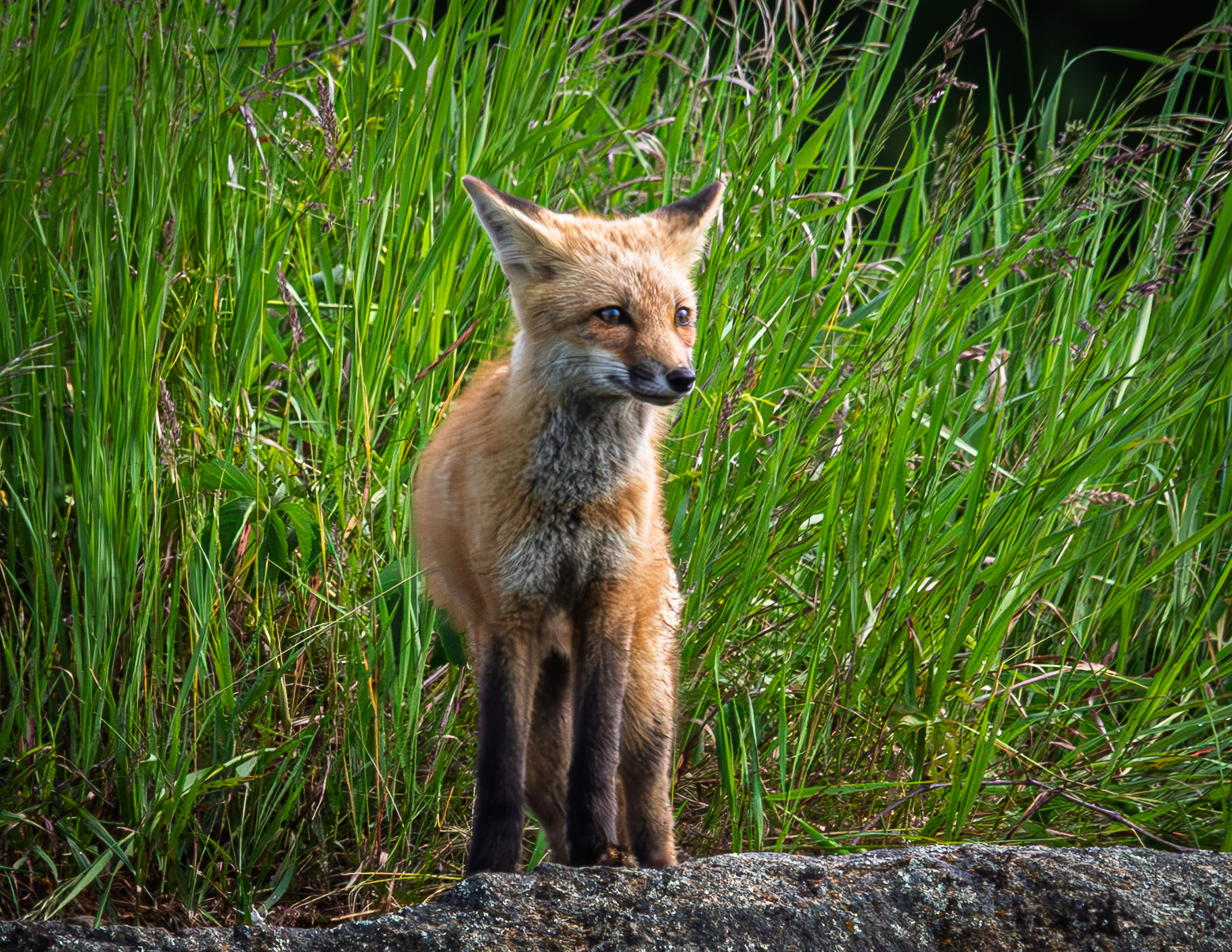 Red Fox Kit - June 7, 2026
