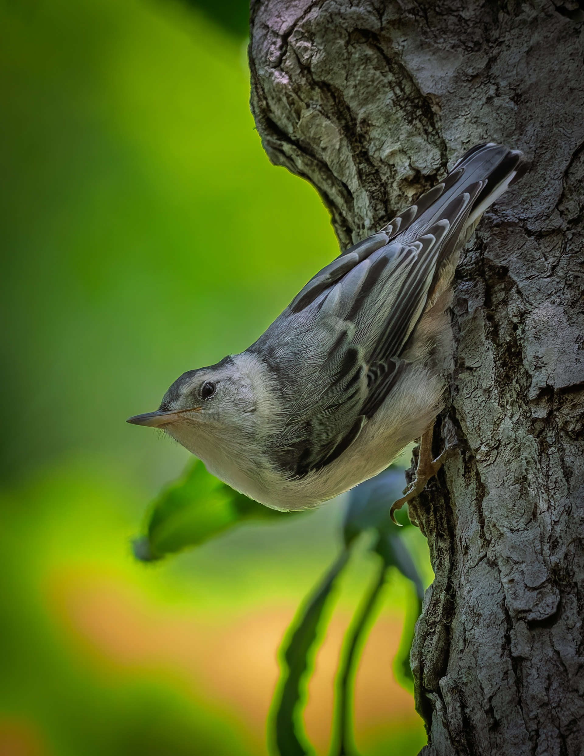 White Breasted Nuthatch No2