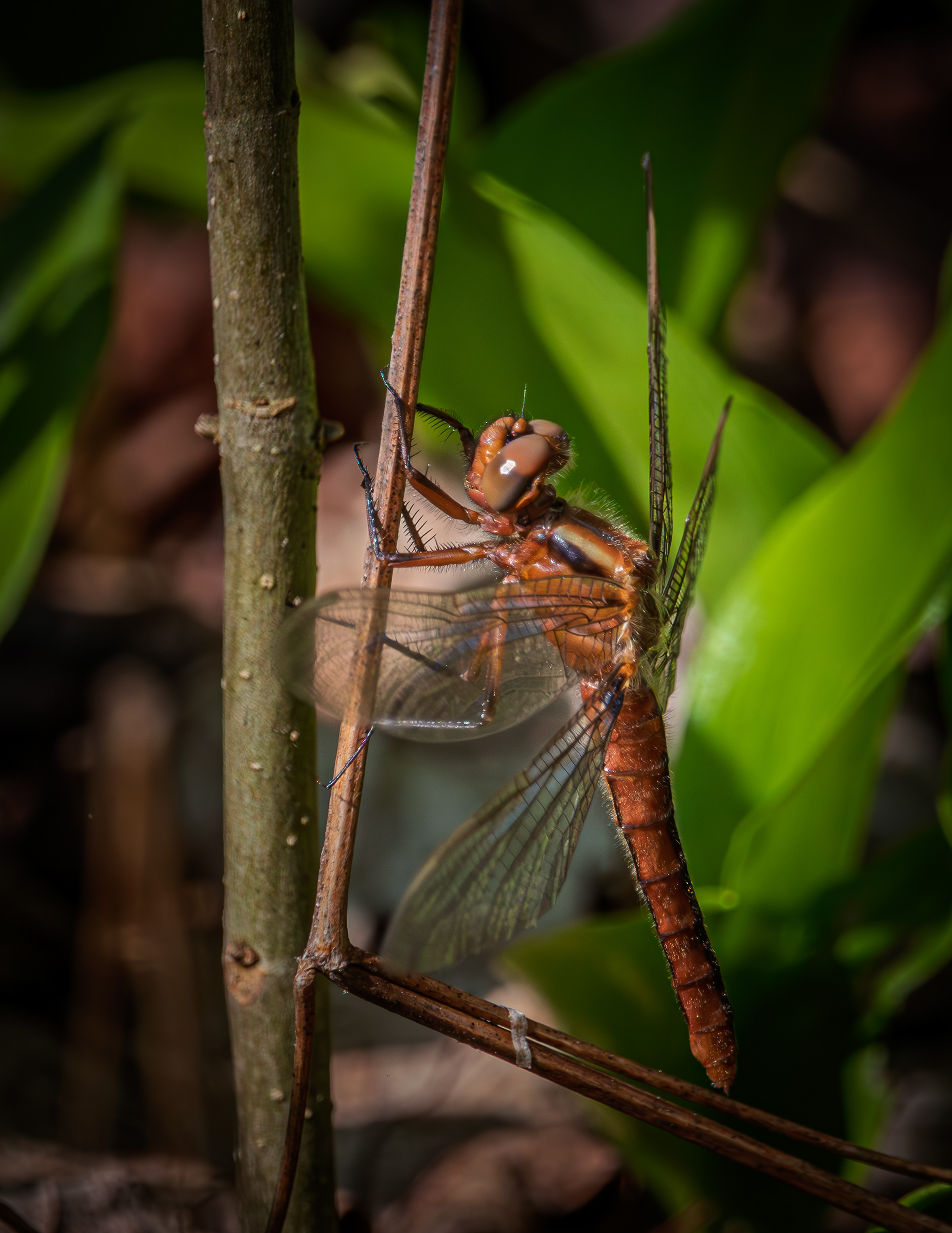 Dragonfly No1
