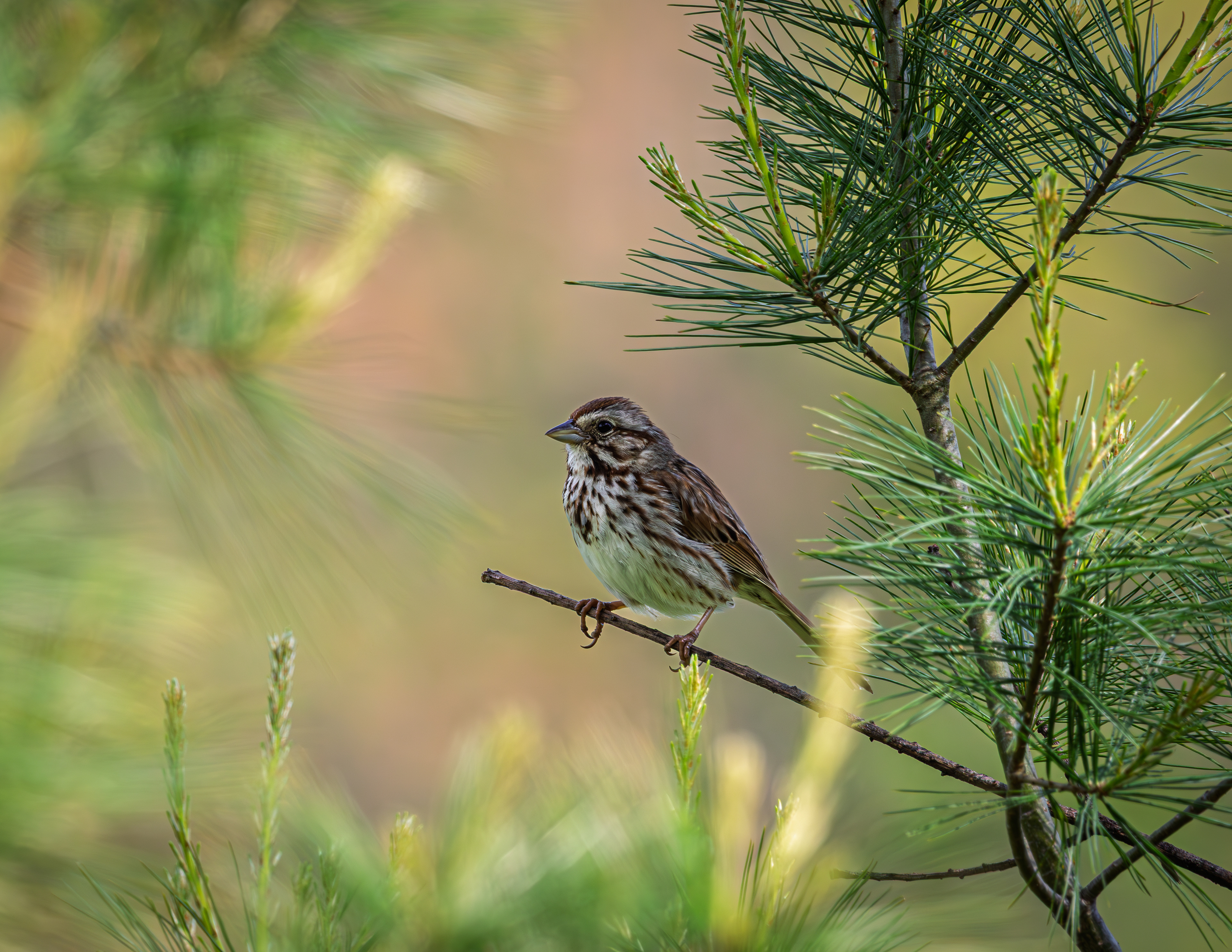 Song Sparrow - May 30, 2025