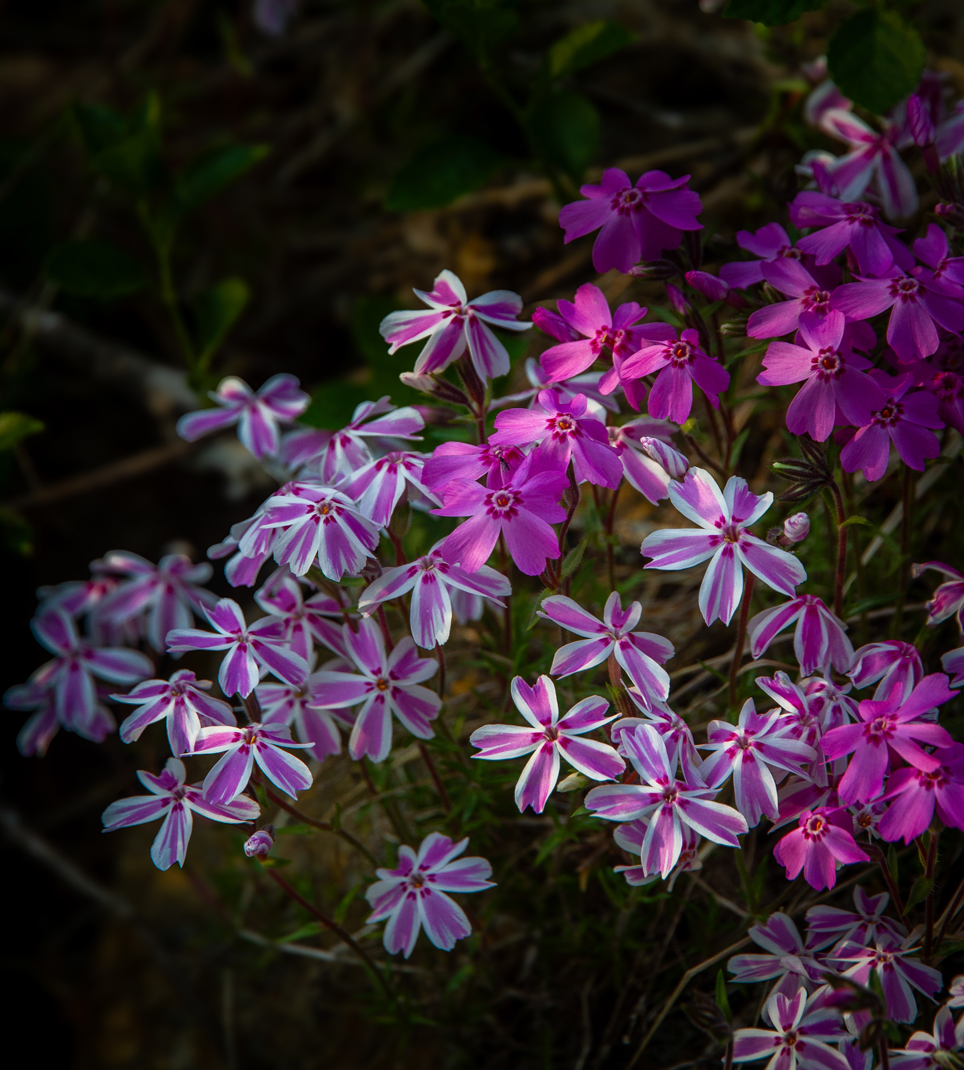 Mixed Creeping Phlox