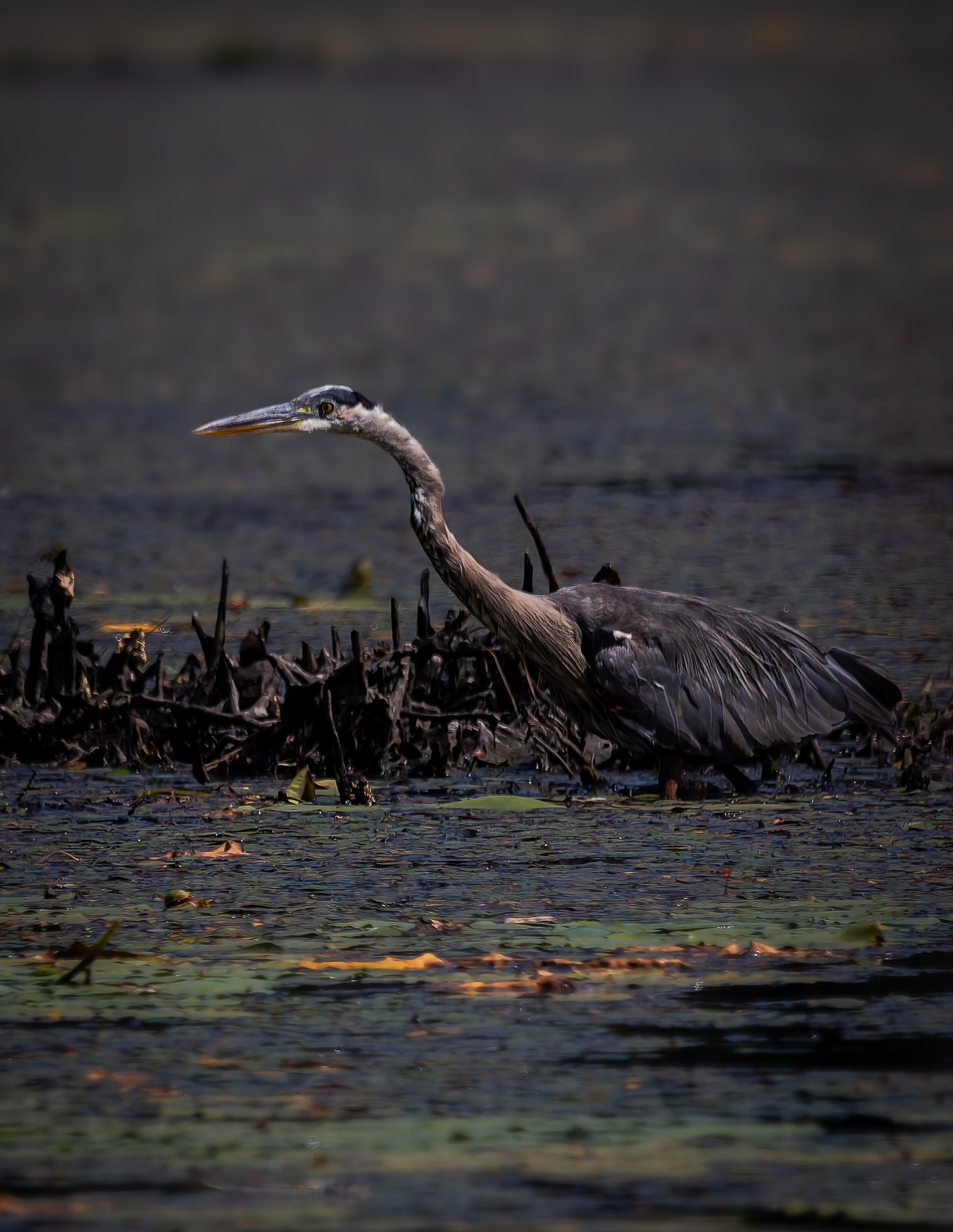 Great Blue Heron No3 - August 10, 2026