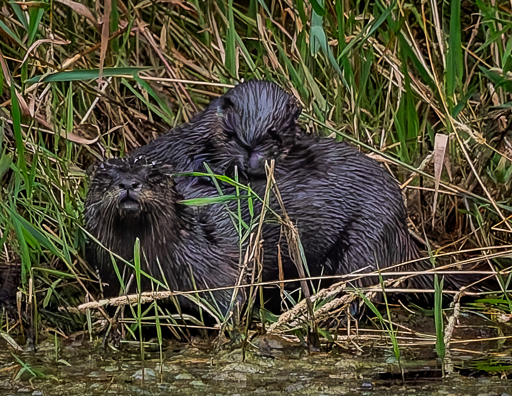 River Otters No6