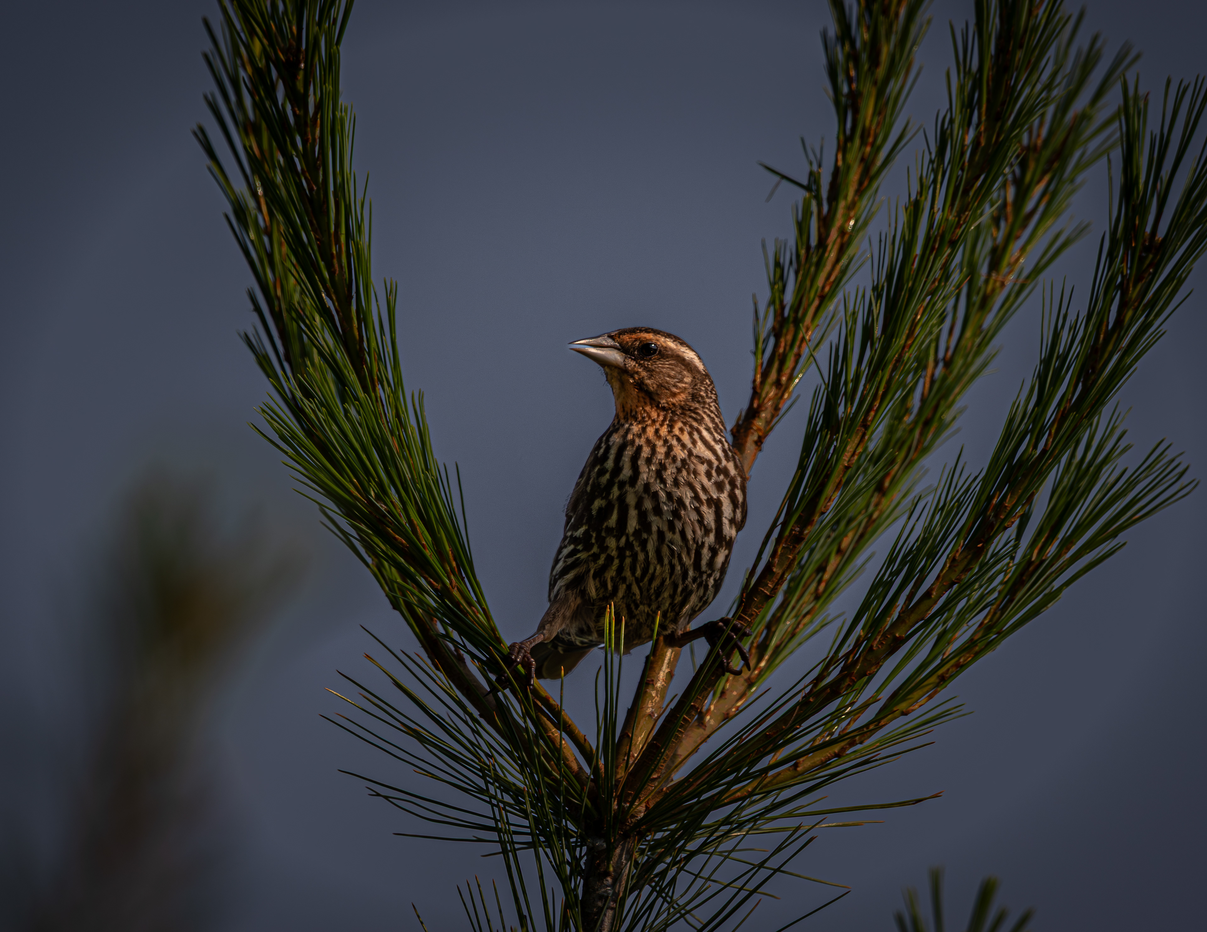 Female Red-winged Blackbird No1