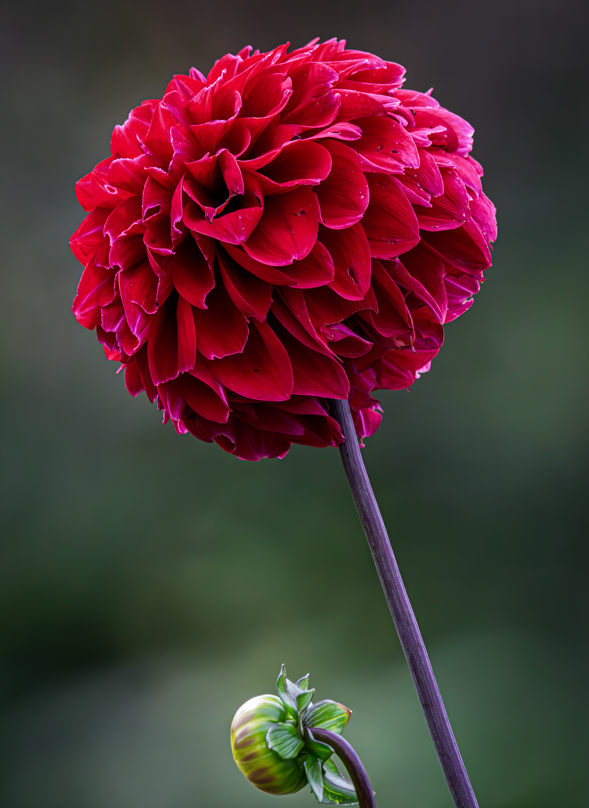 Red Dahlia at CSV