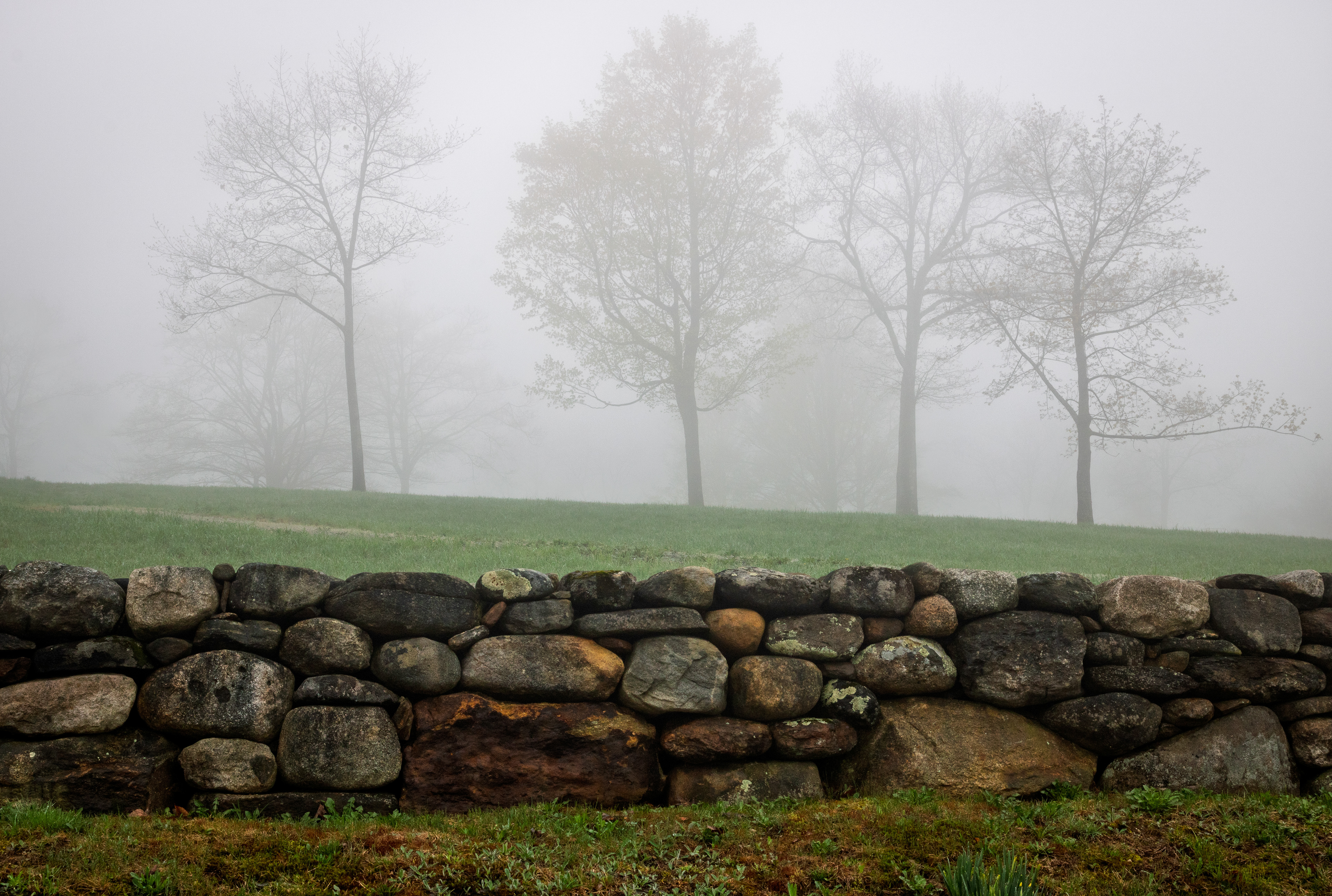 Trees in the Mist at Frisky Hill No2