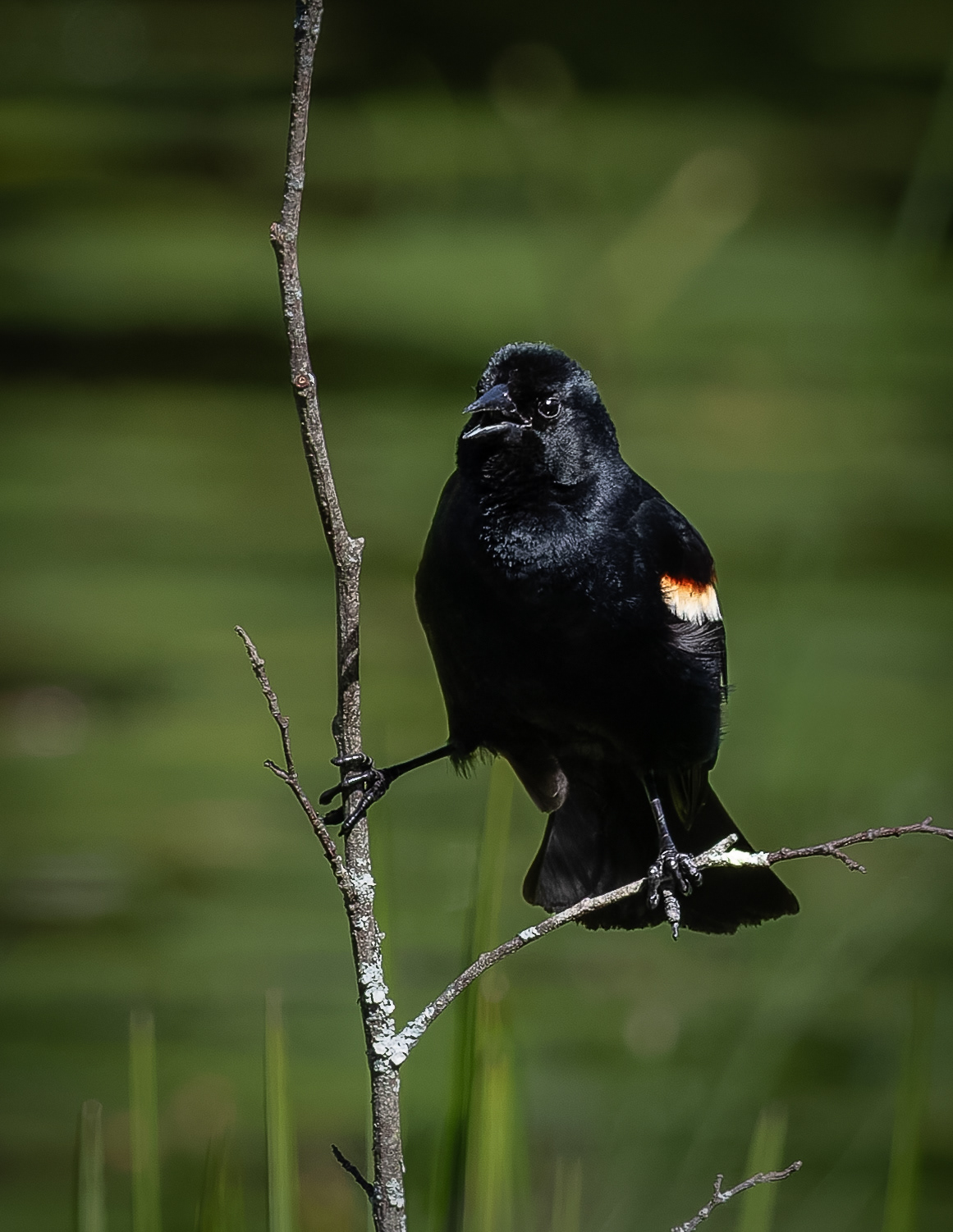 Red-winged Blackbird No2