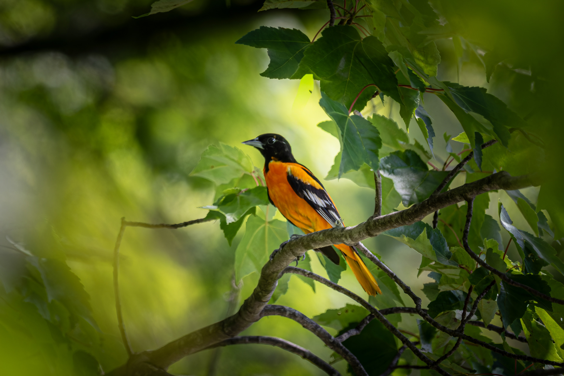 Male Baltimore Oriole - June 27, 2026