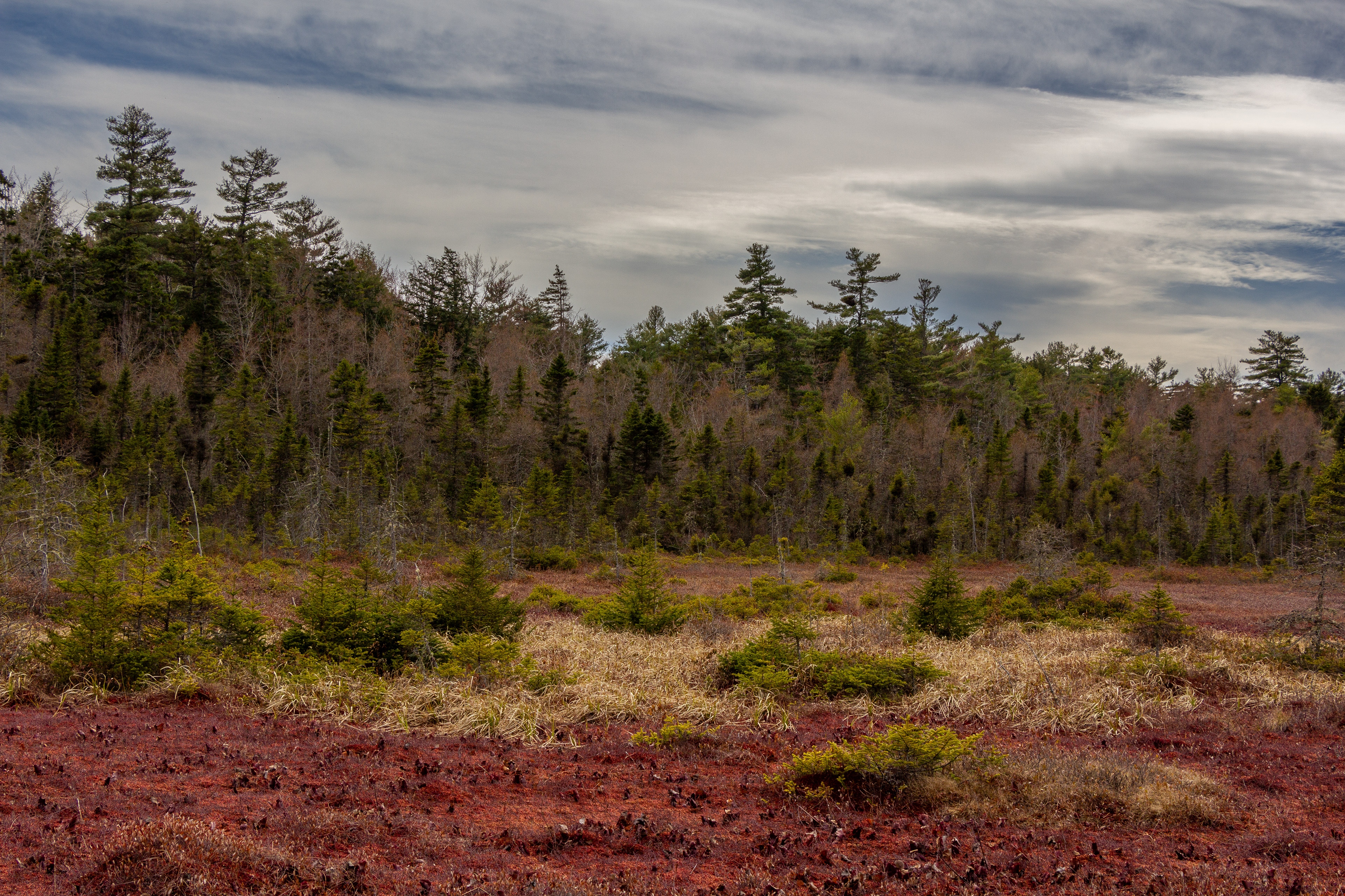 Philbrick-Cricenti Bog No17