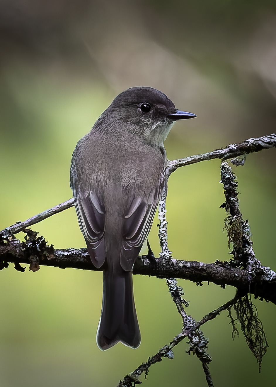 Eastern Phoebe - September 23, 2026