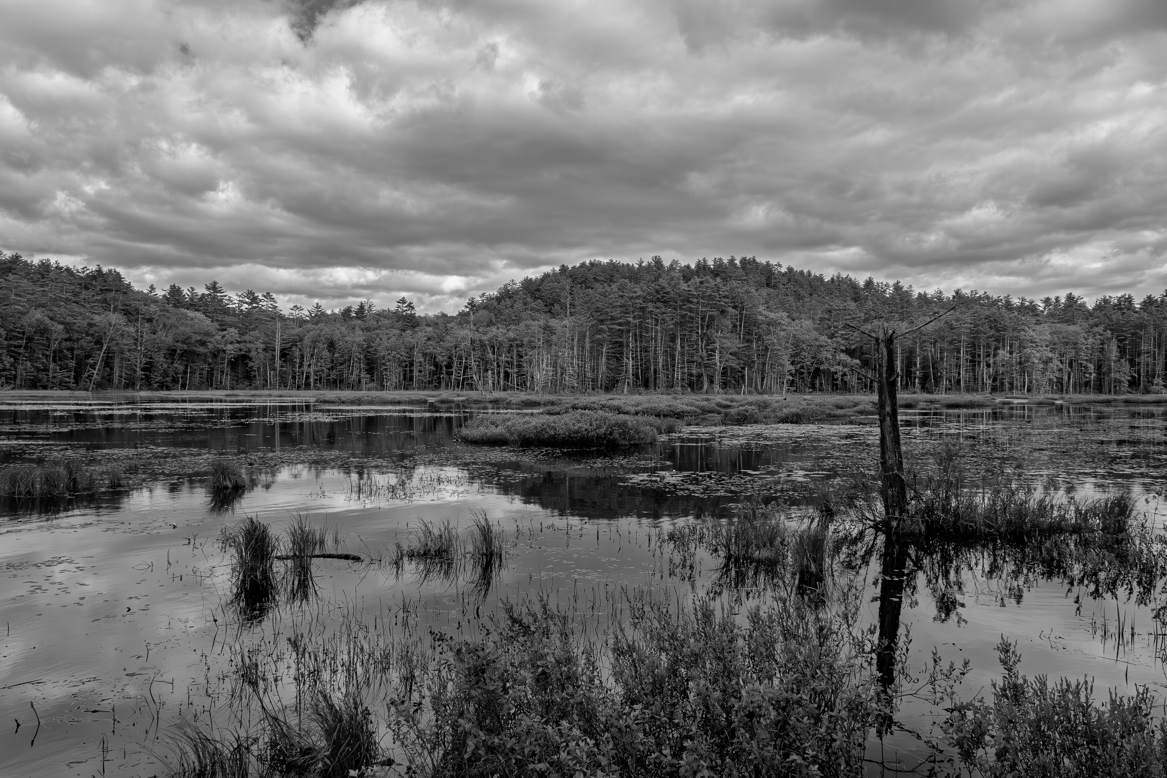 Quincy Bog No3