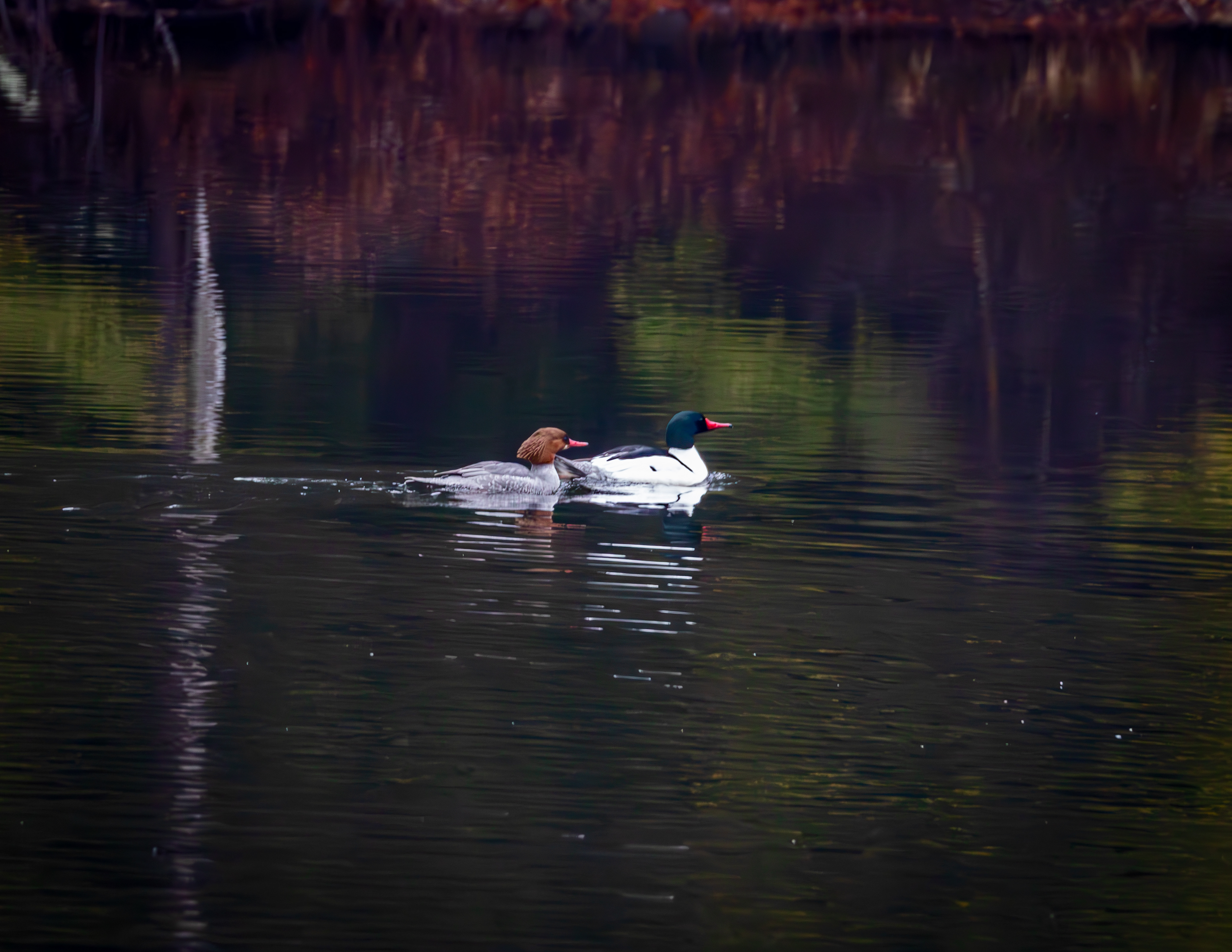 Common Mergansers in Meadow Pond No1