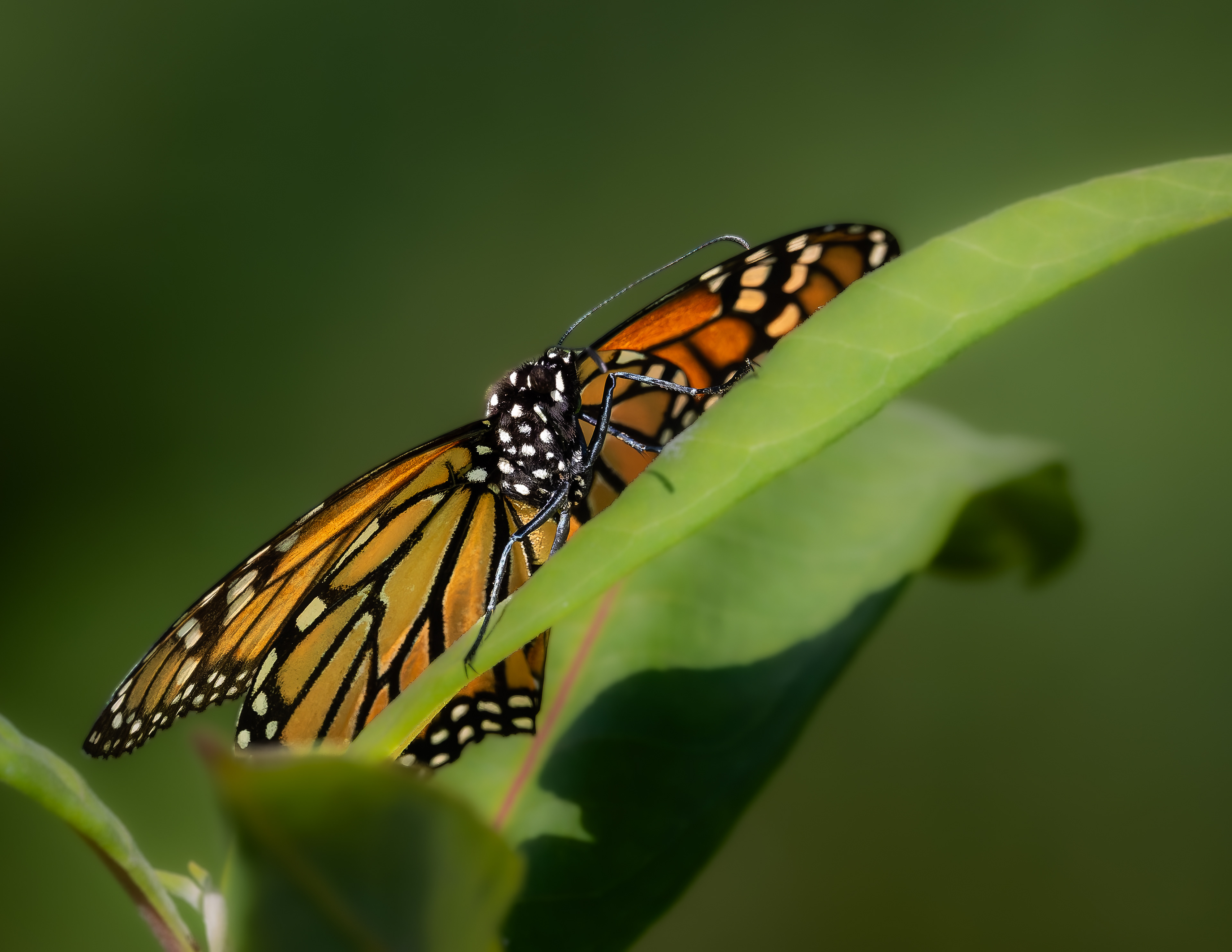 Monarch Butterfly No1