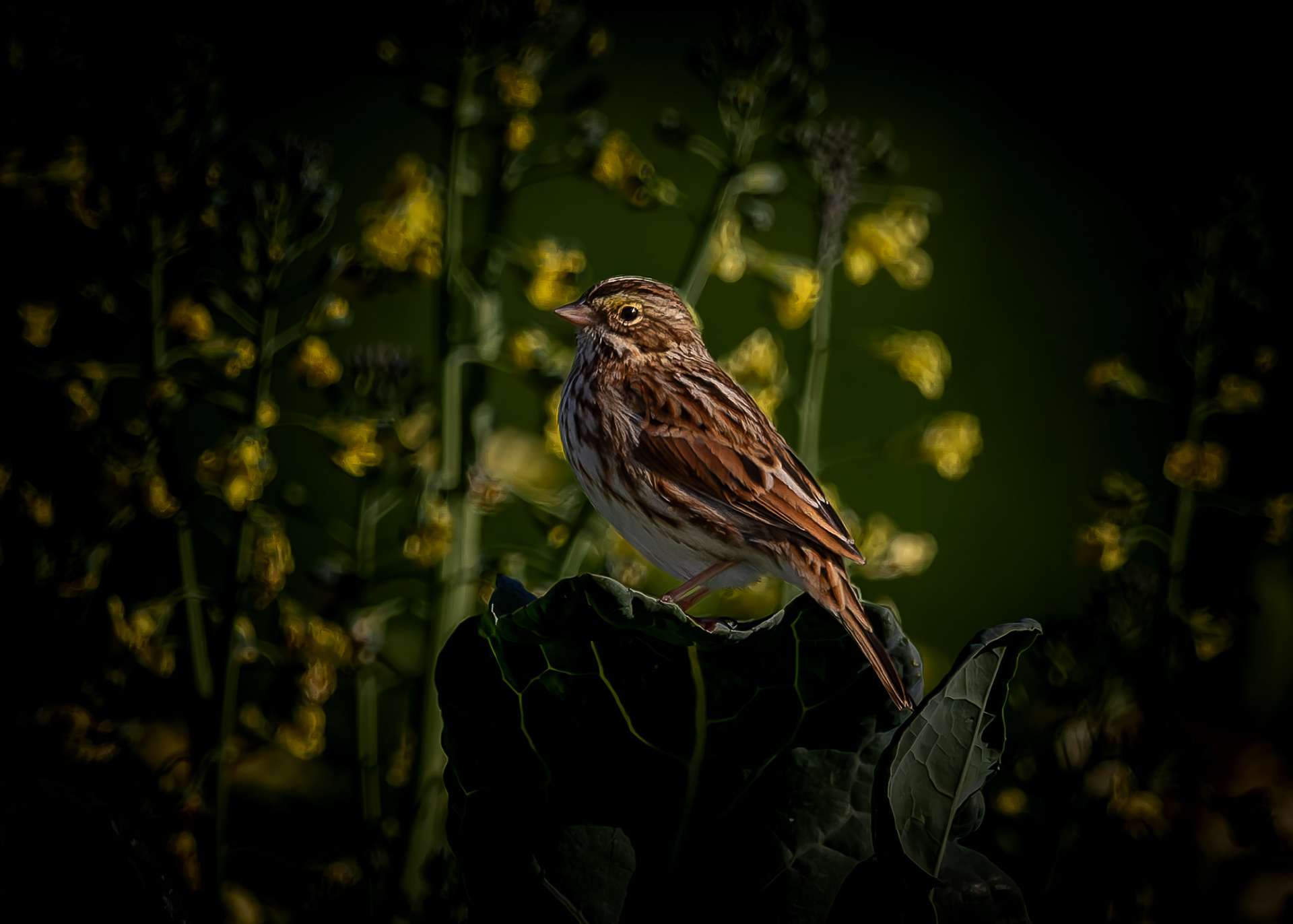 Savannah Sparrow No3 - October 4, 2026