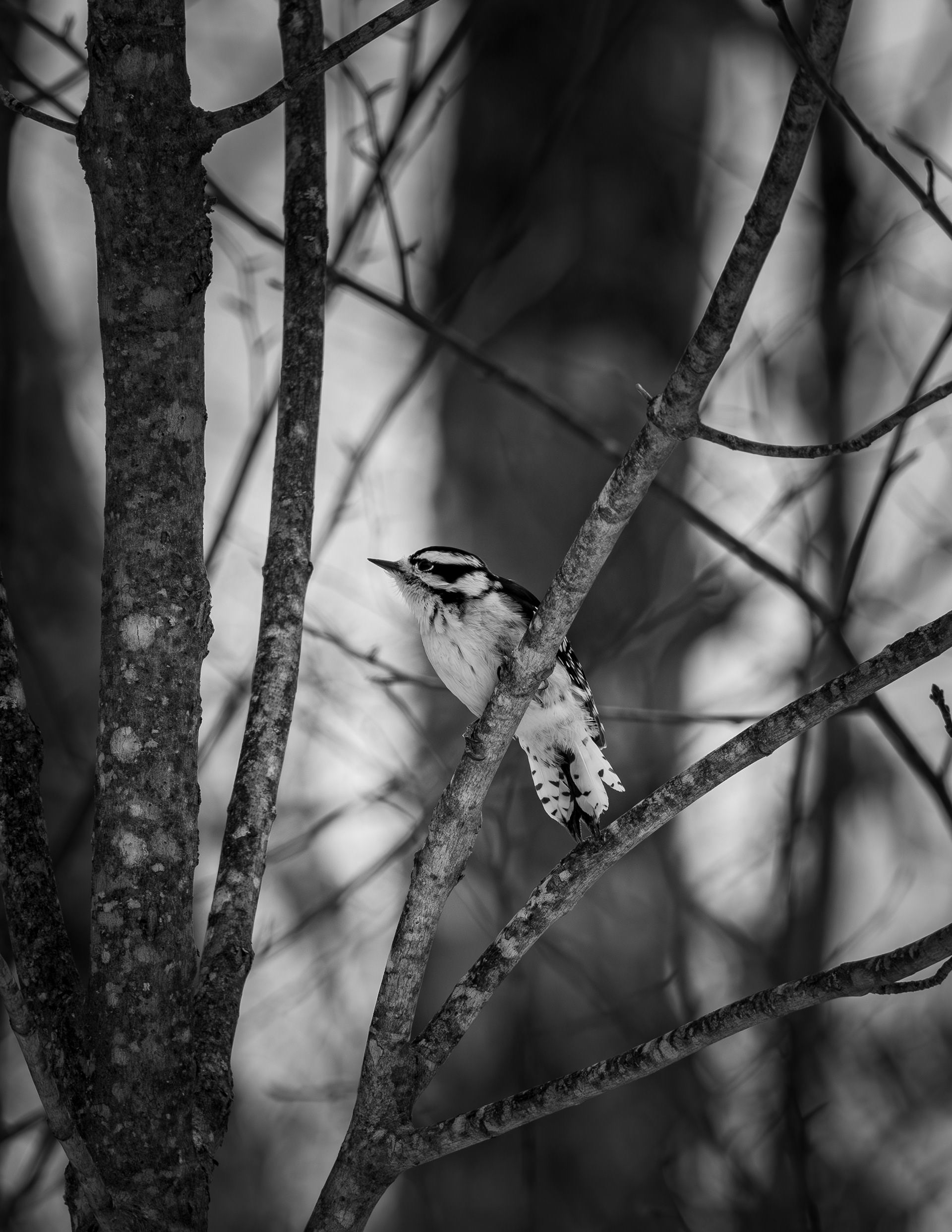 February - Downey Woodpecker - Gilmanton, NH No1