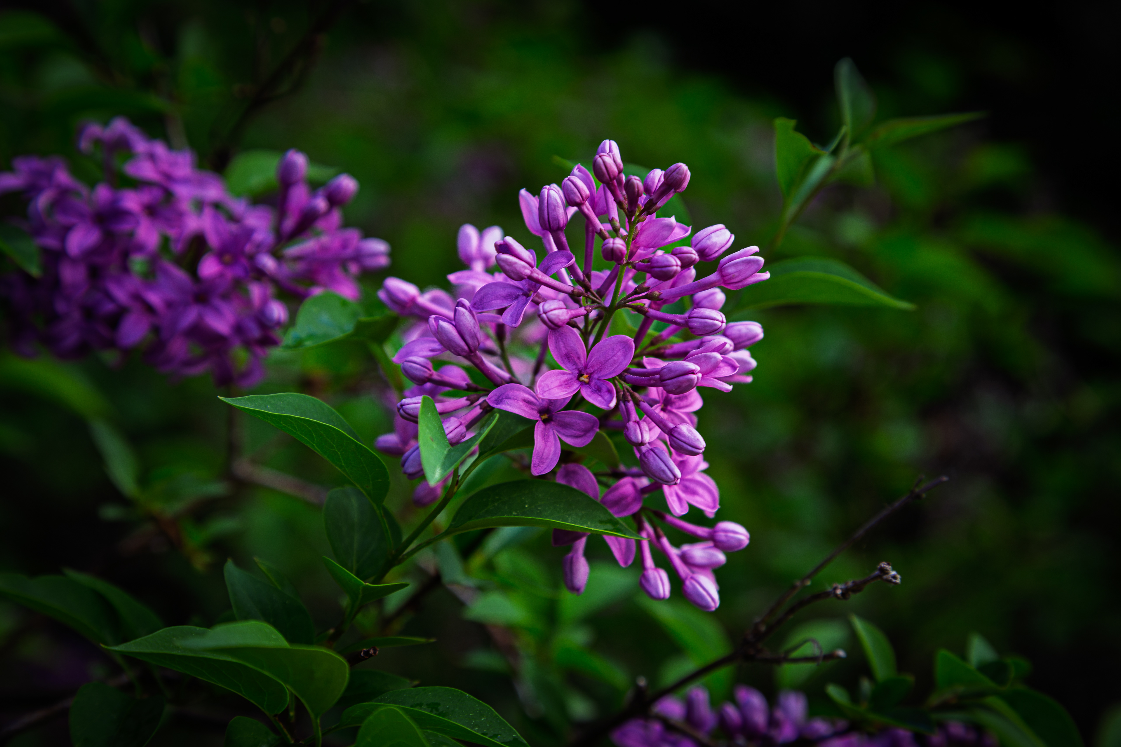 Purple Lilac