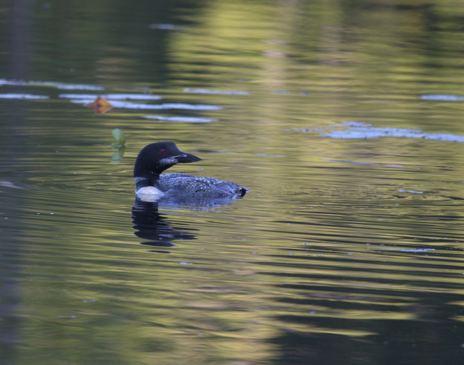 Adult Common Loon