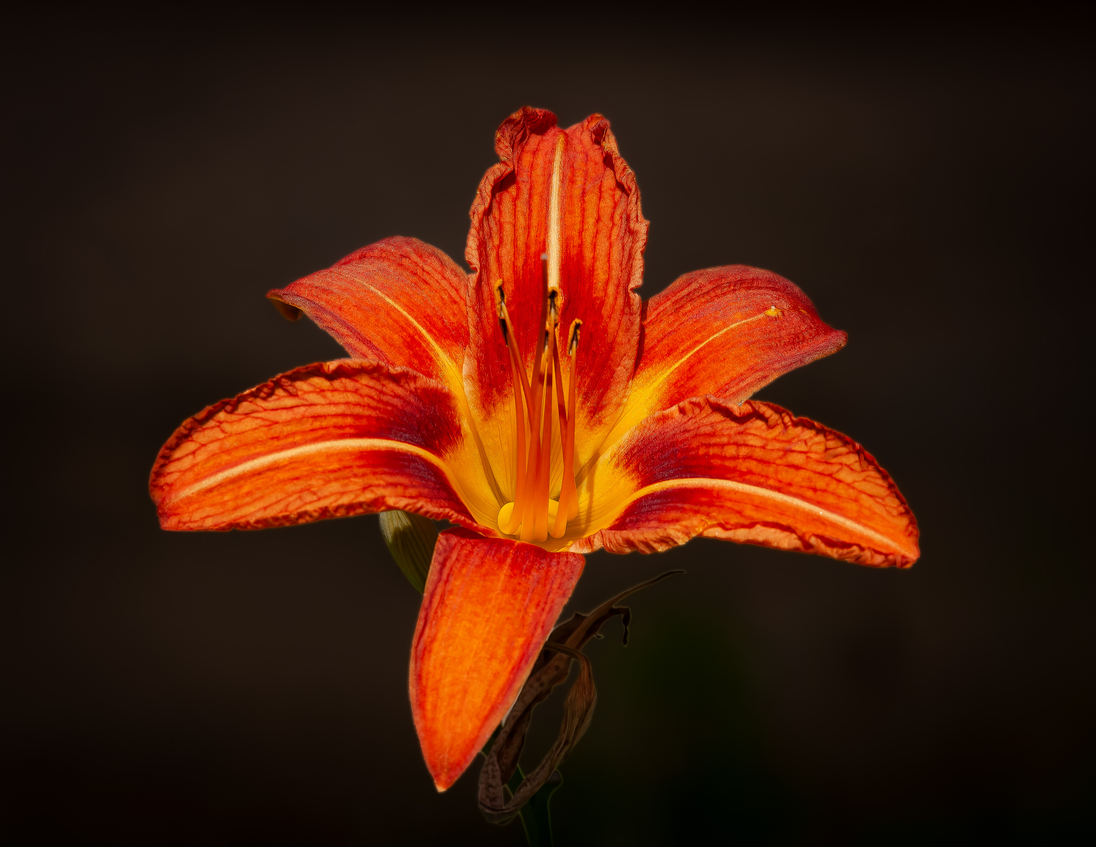 Orange Daylily