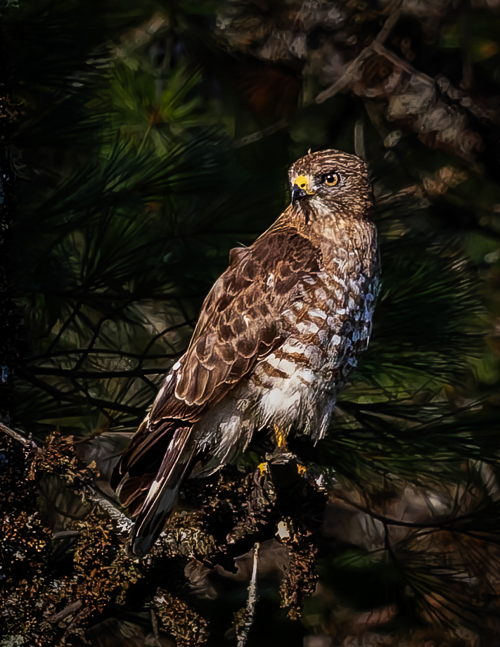 Red-shouldered Hawk No3