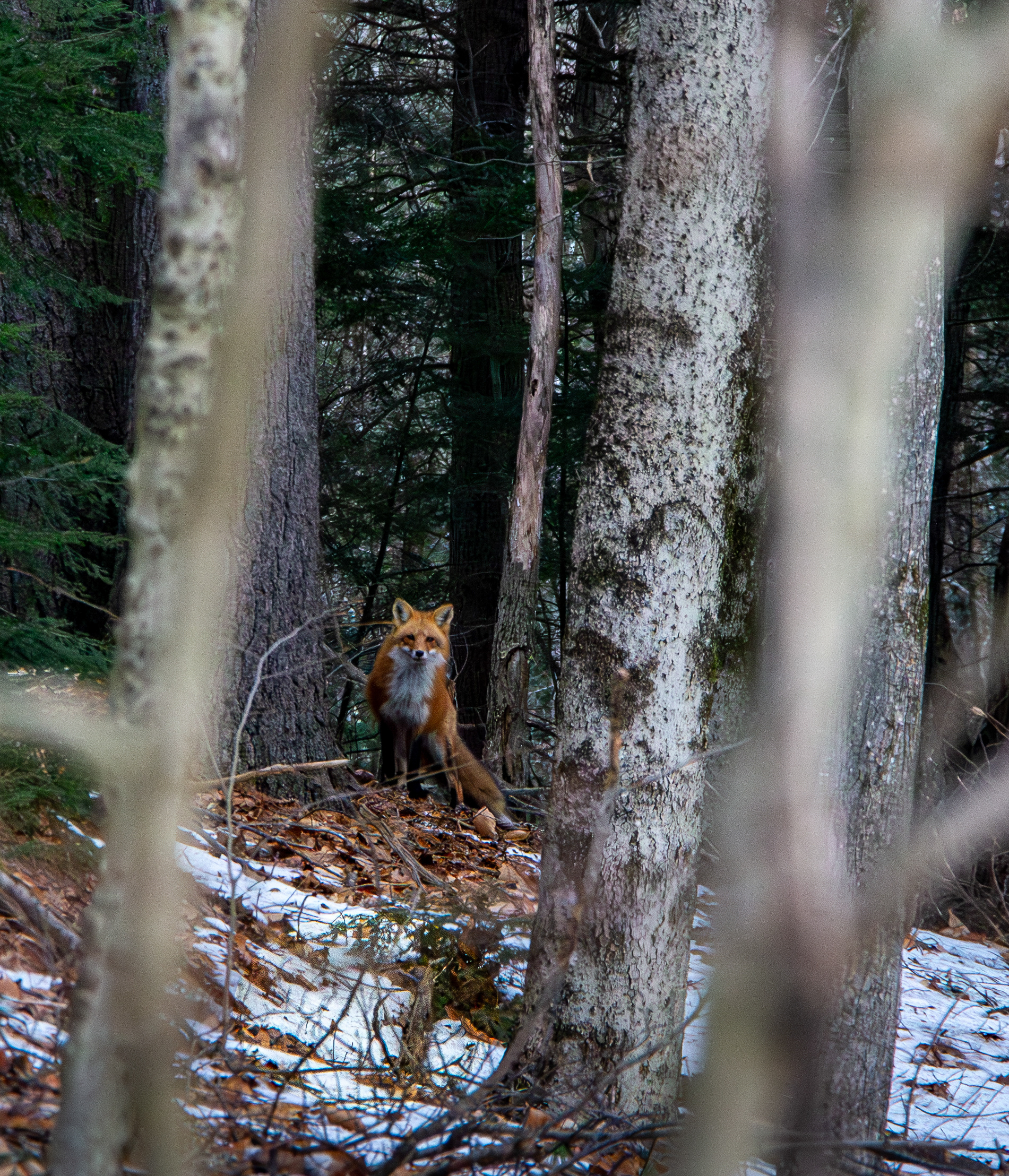 Red Fox at Shellcamp Pond - January 14, 2024