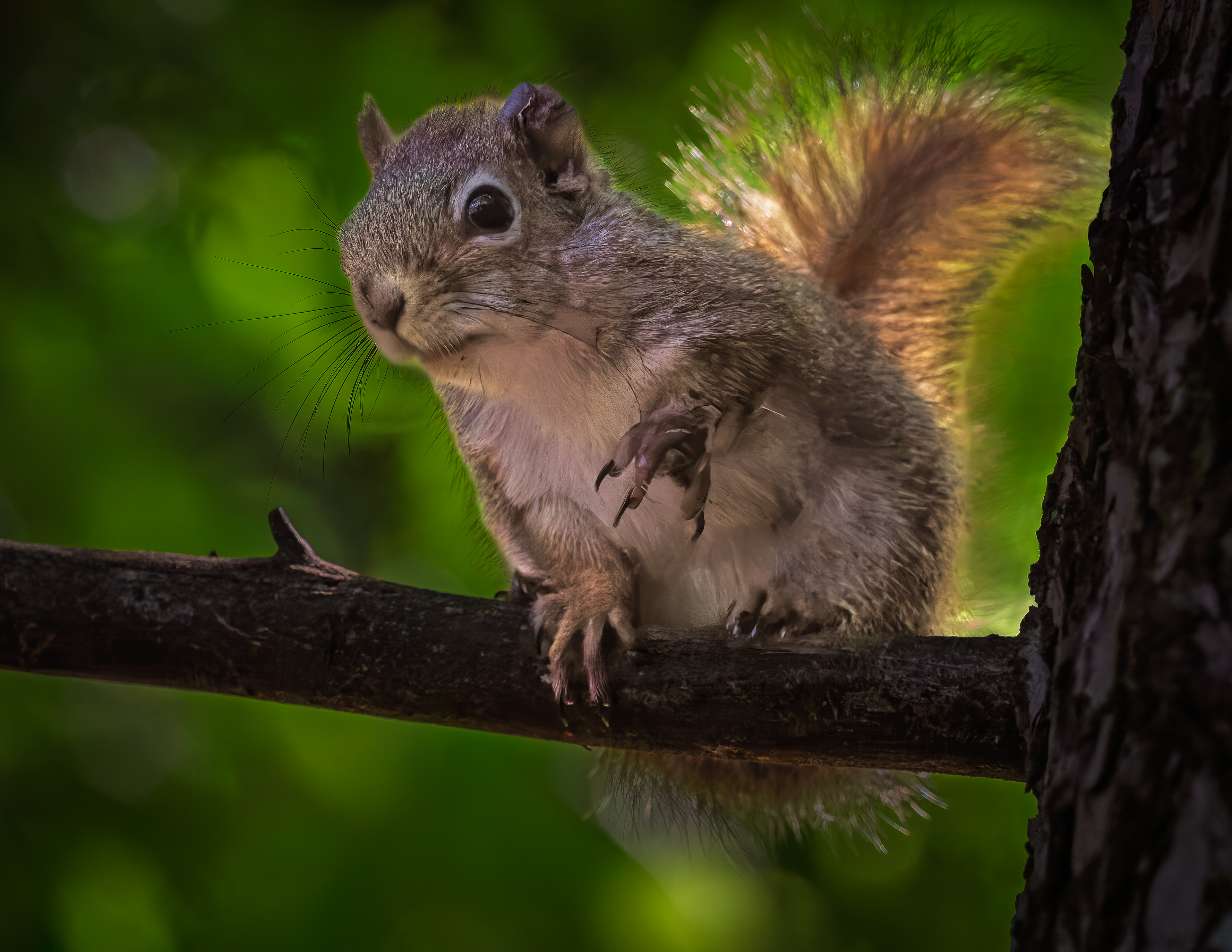 Red Squirrel - June 15, 2026