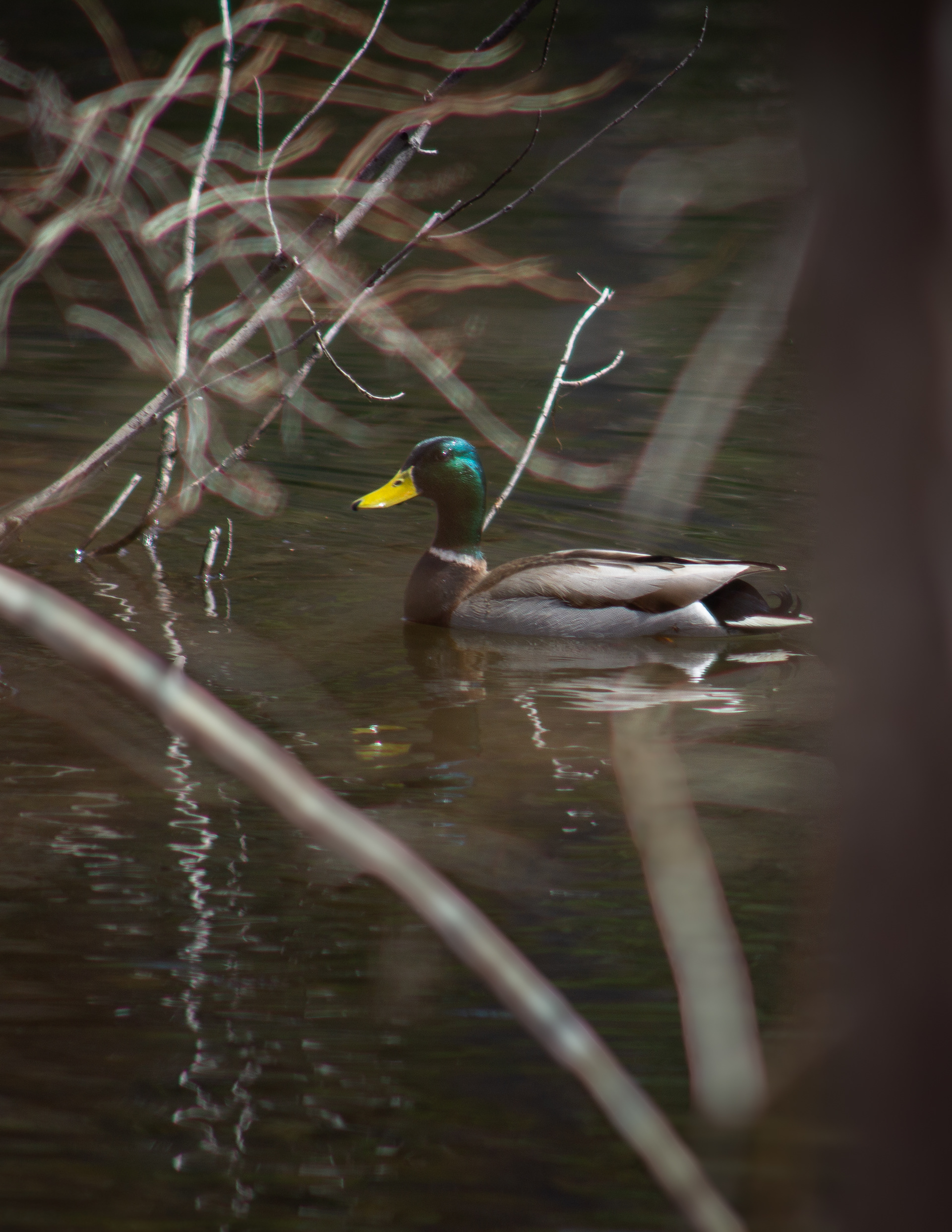 Mallard Drake at Grey Rocks Conservation Area No1