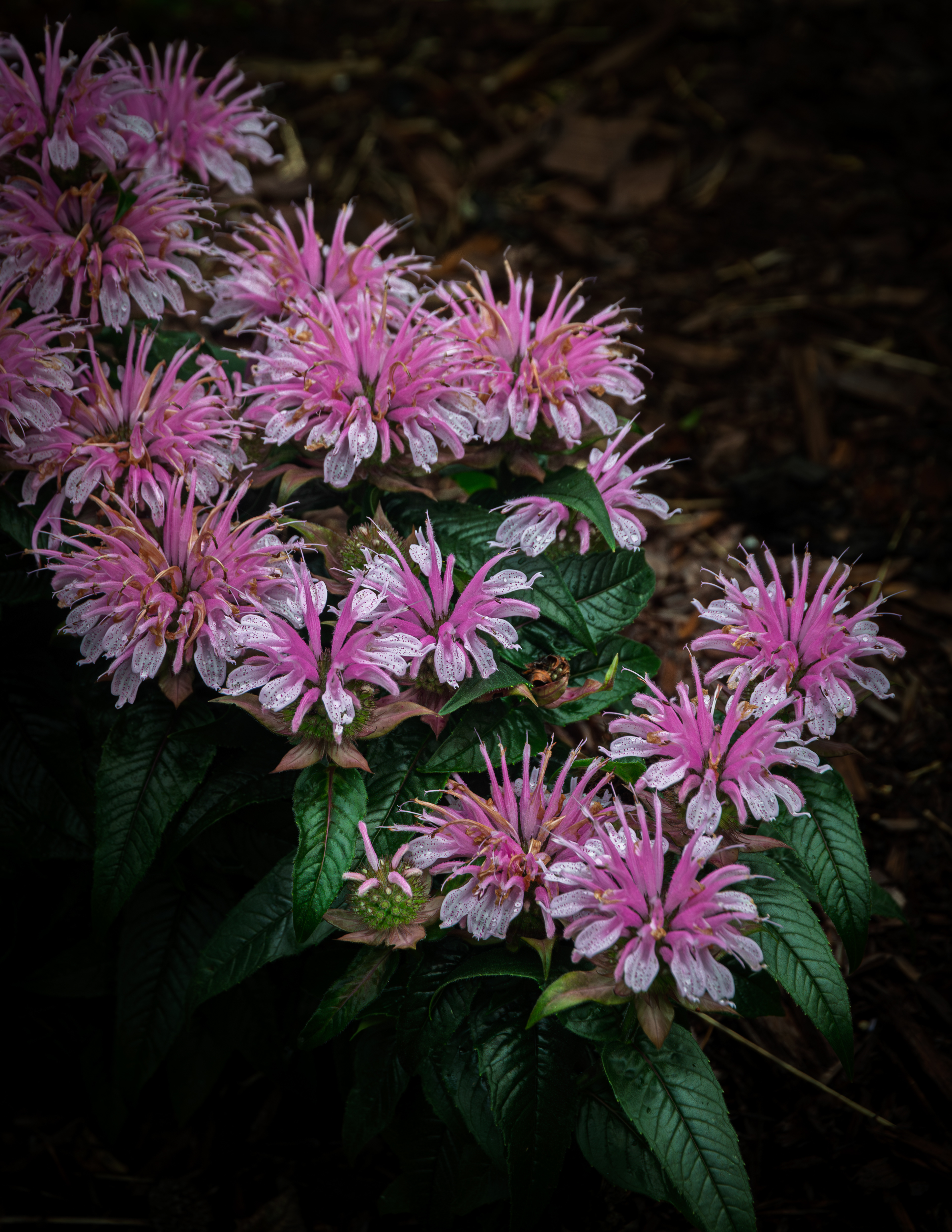 Bee Balm