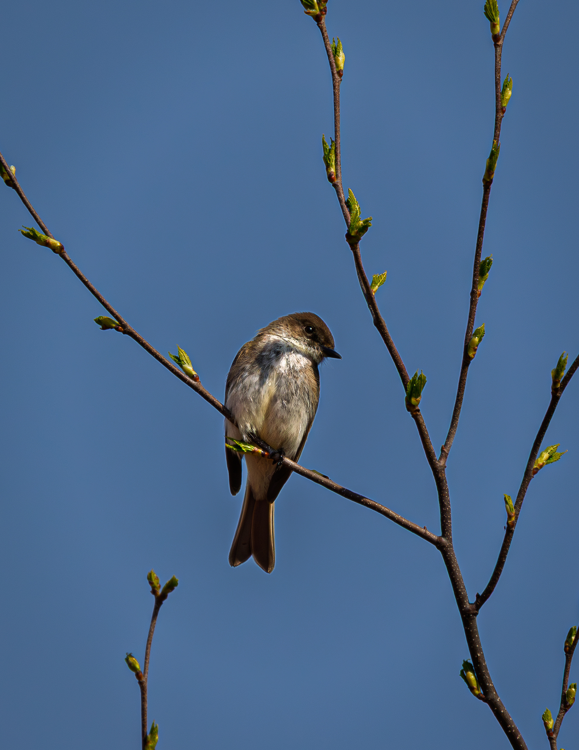 Eastern Phoebe