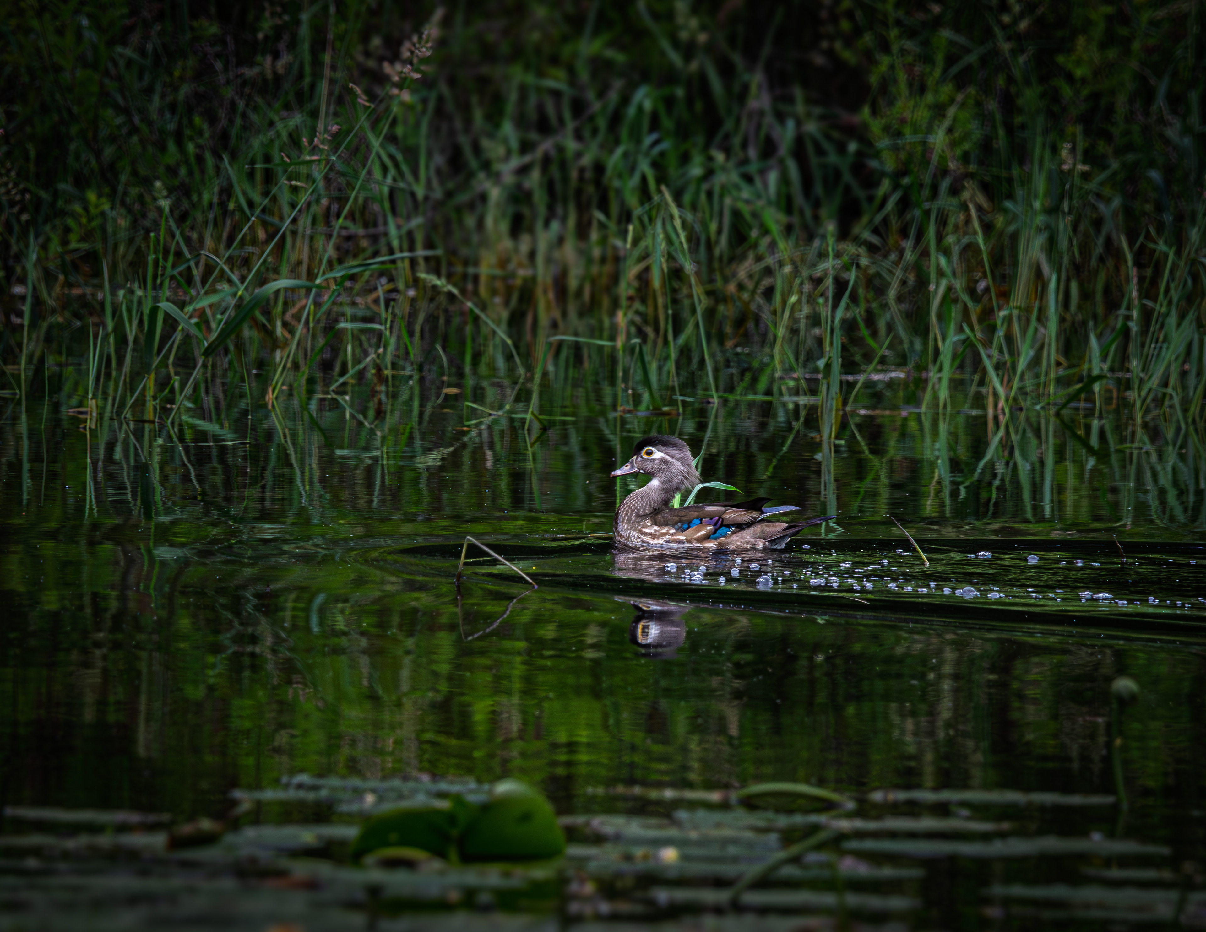Female Wood Duck No1