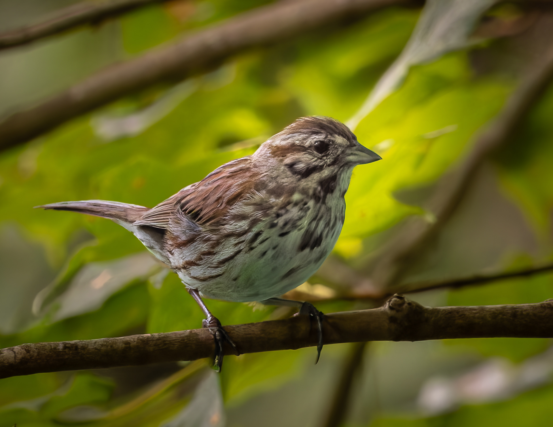 Song Sparrow No1