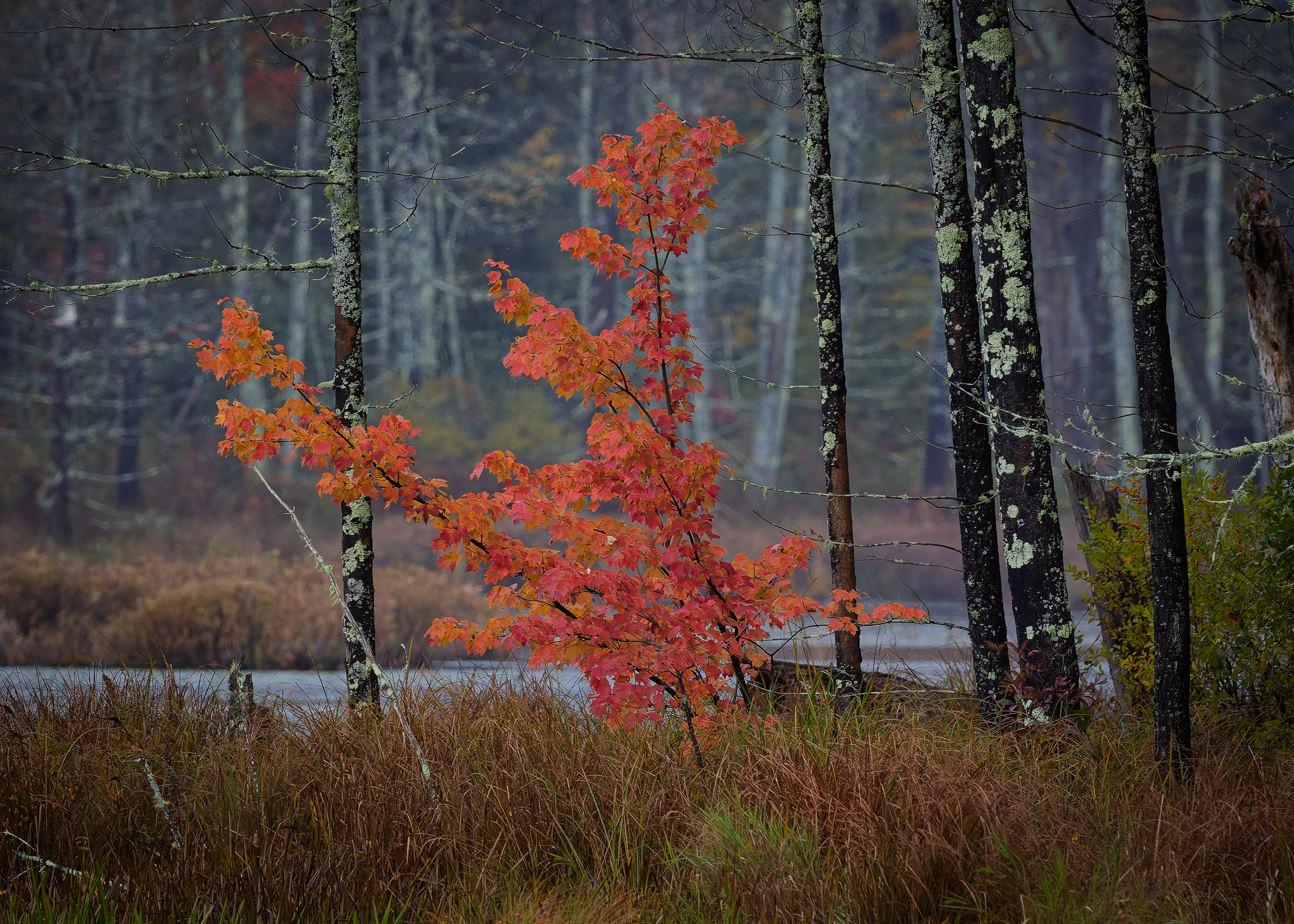 Orange Sapling - October 14, 2026