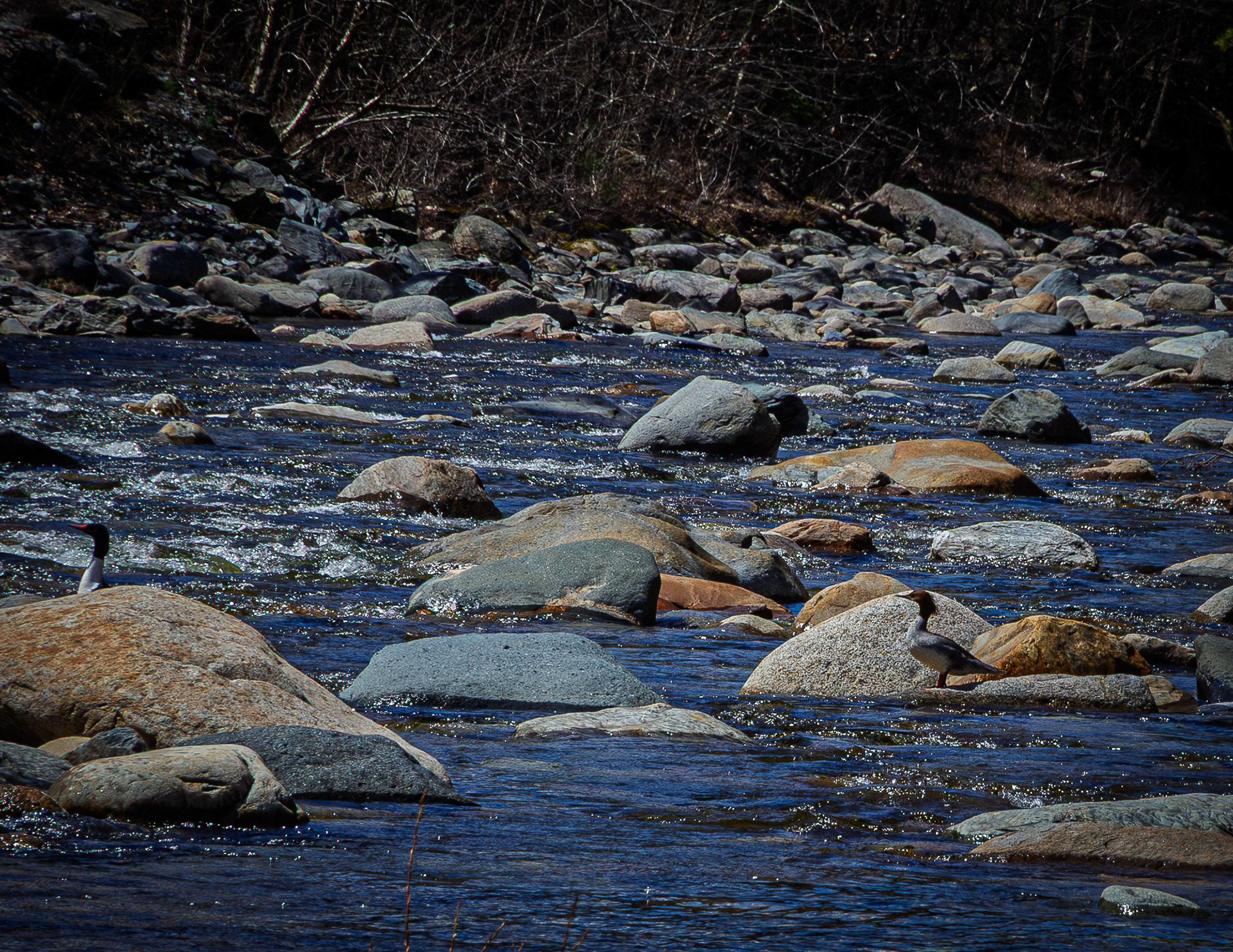 Common Merganser Pair at Swiftwater Bridge