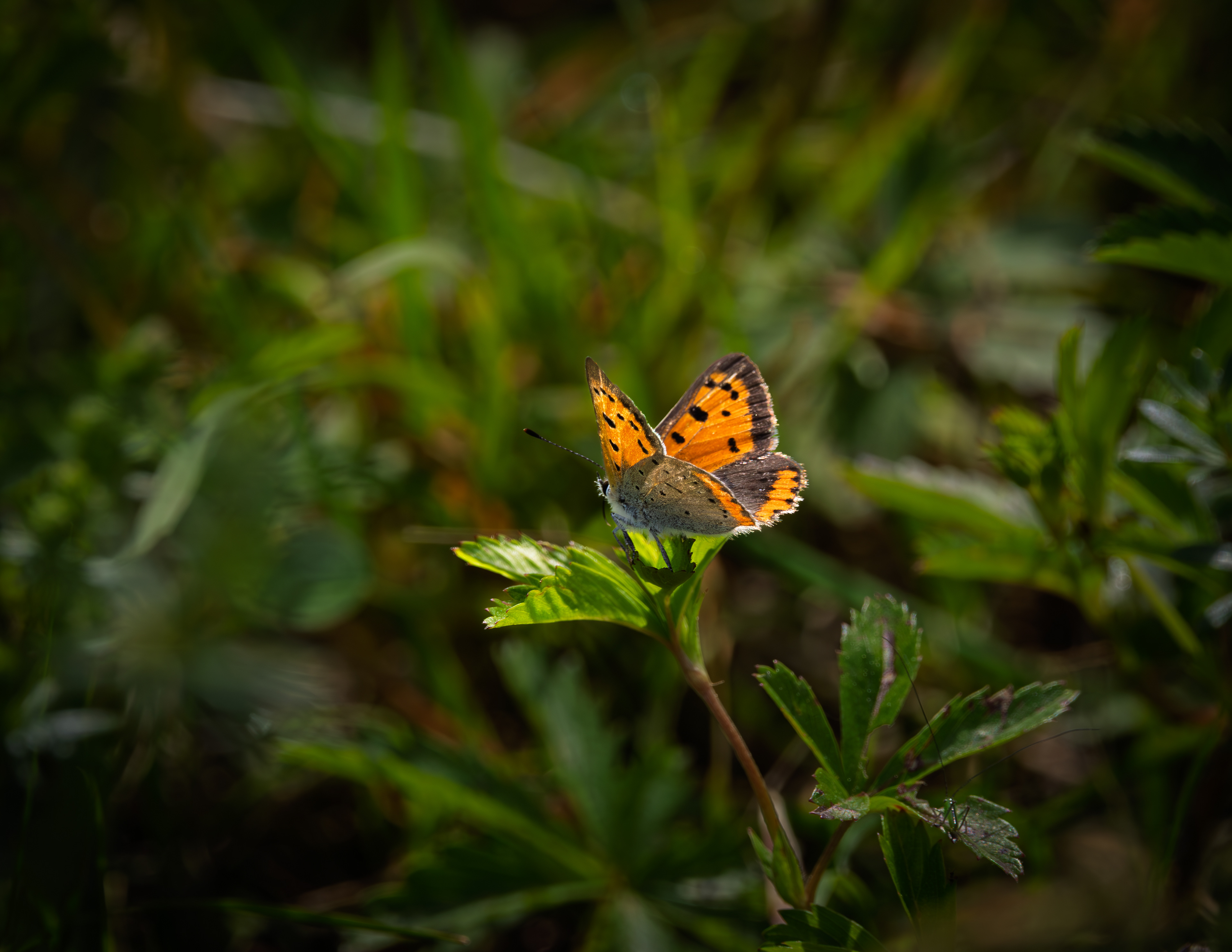 Tiny Orange Butterfly