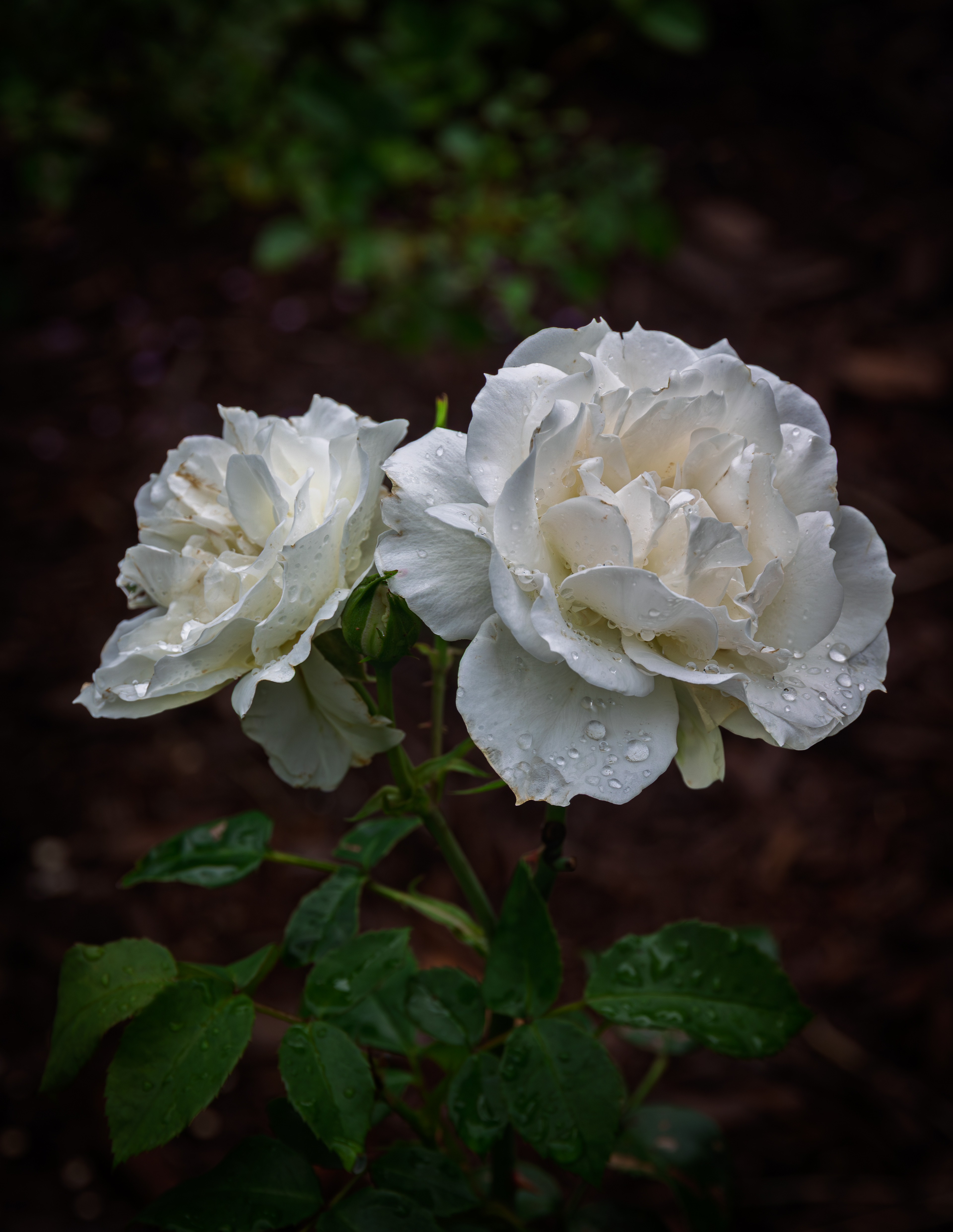 Champagne Wishes Rose No2