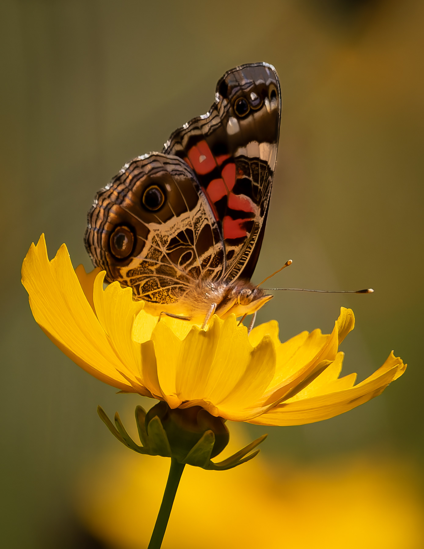 American Painted Lady Butterfly No2