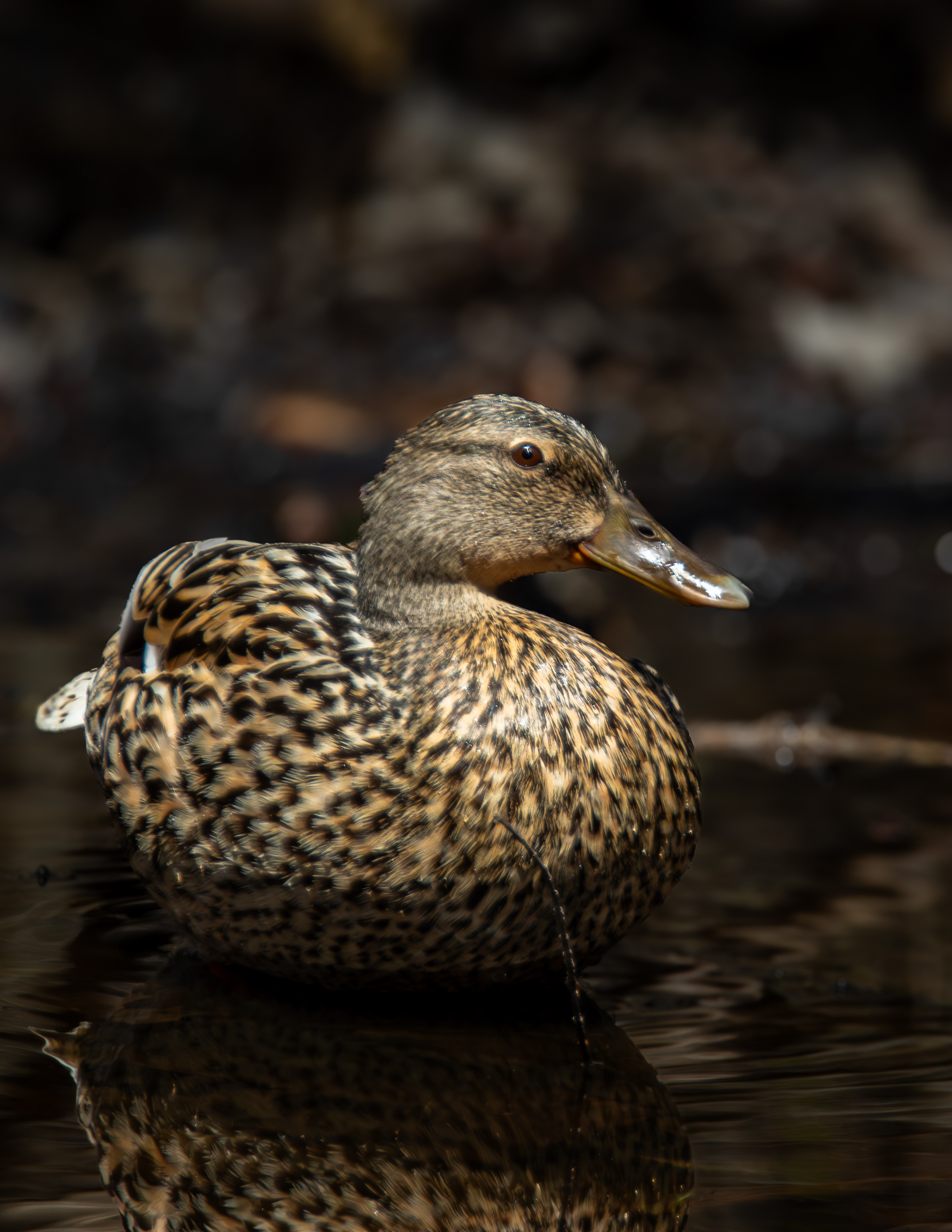 Mallard Hen at Grey Rocks Conservation Area No2