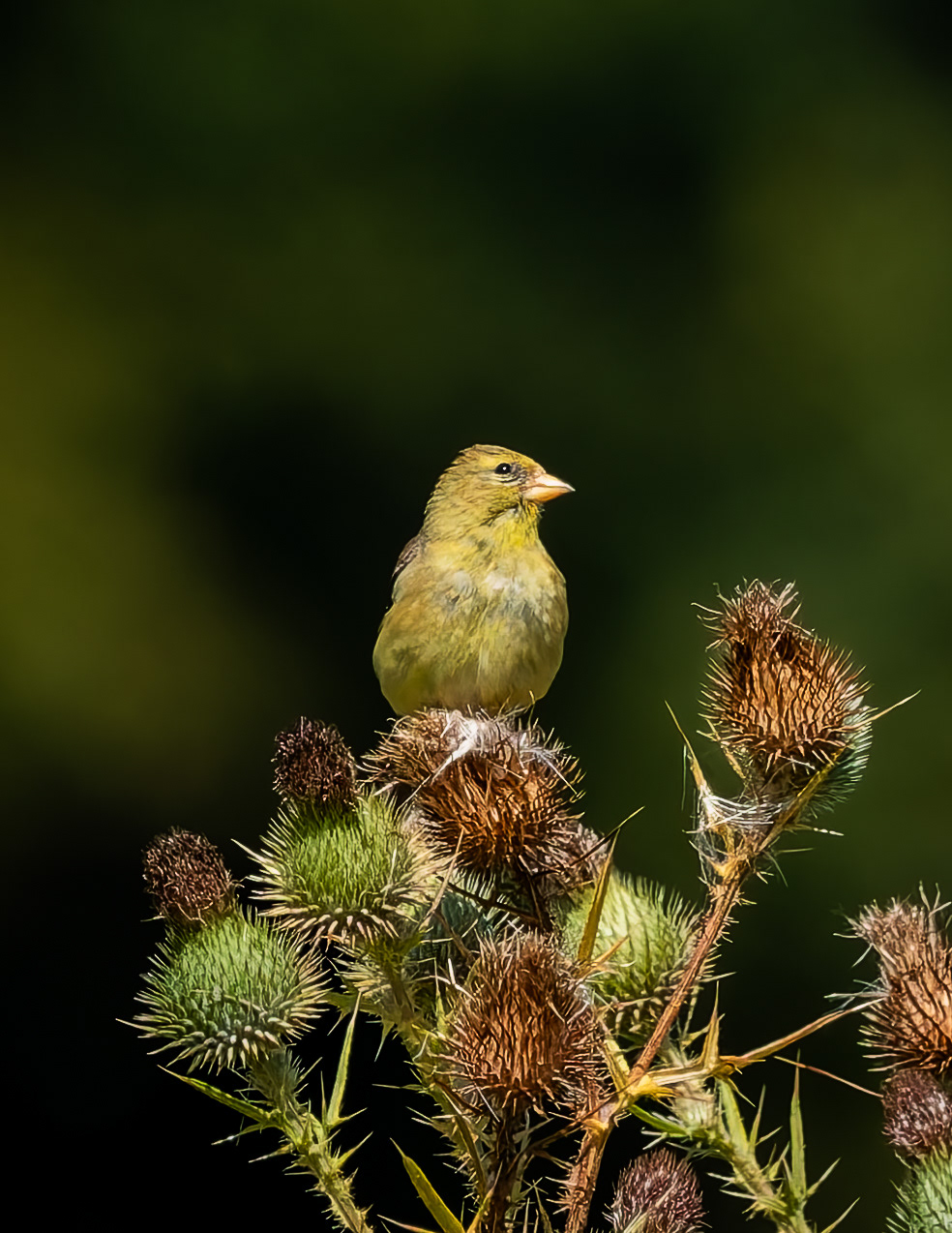 Female American Goldfinch