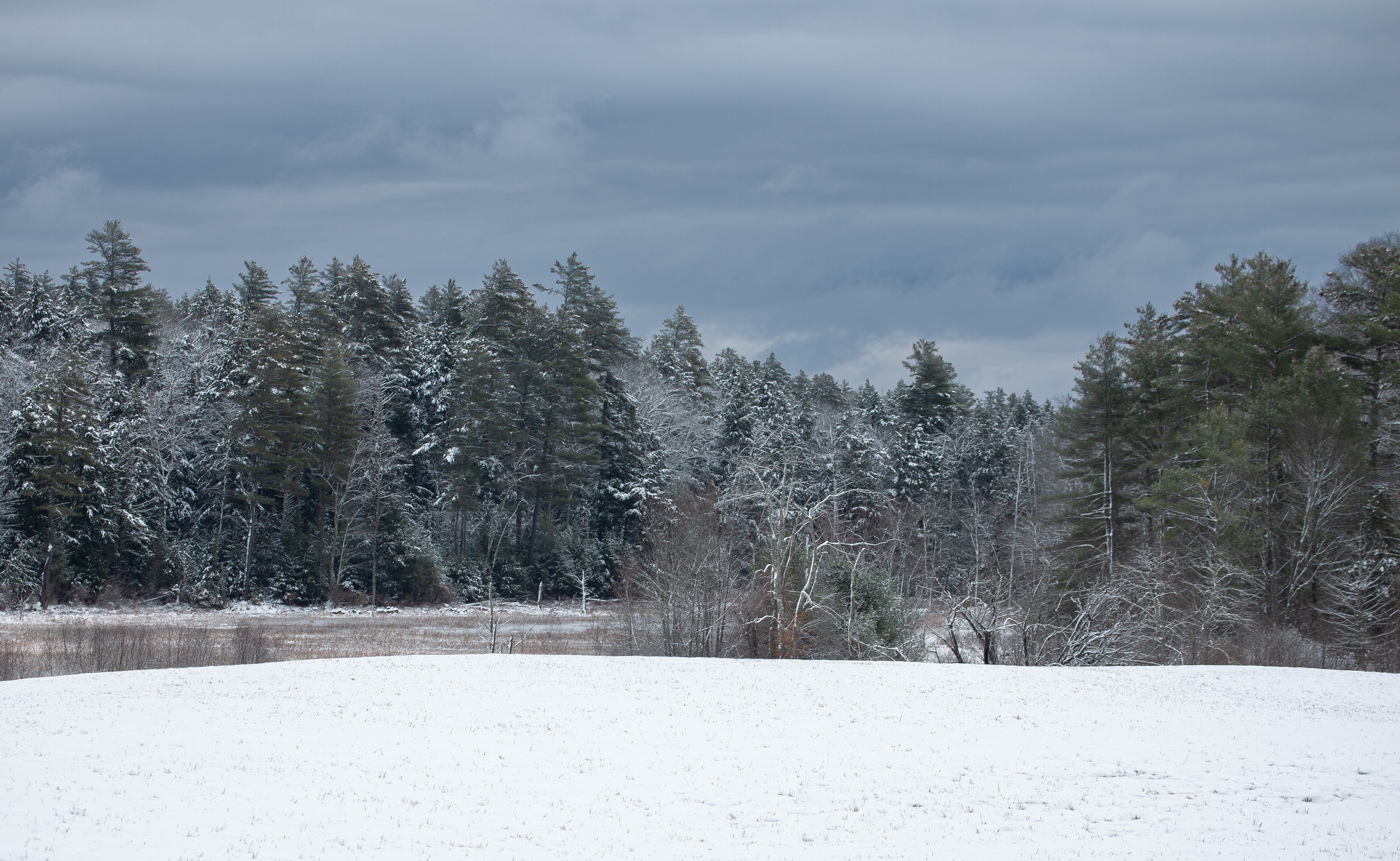 Snow Covered Marsh