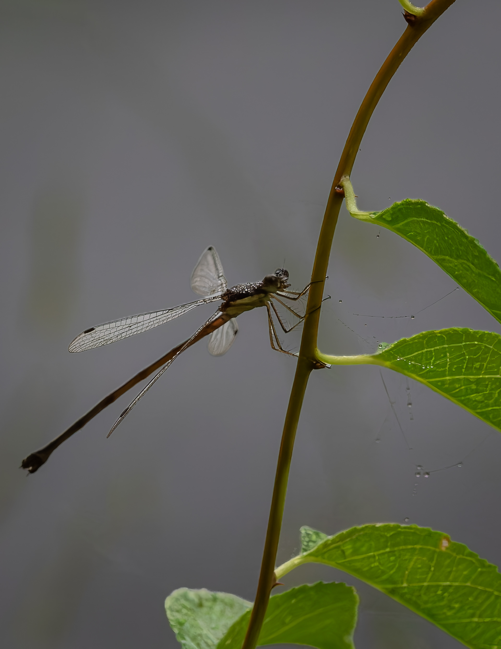 Damselfly
