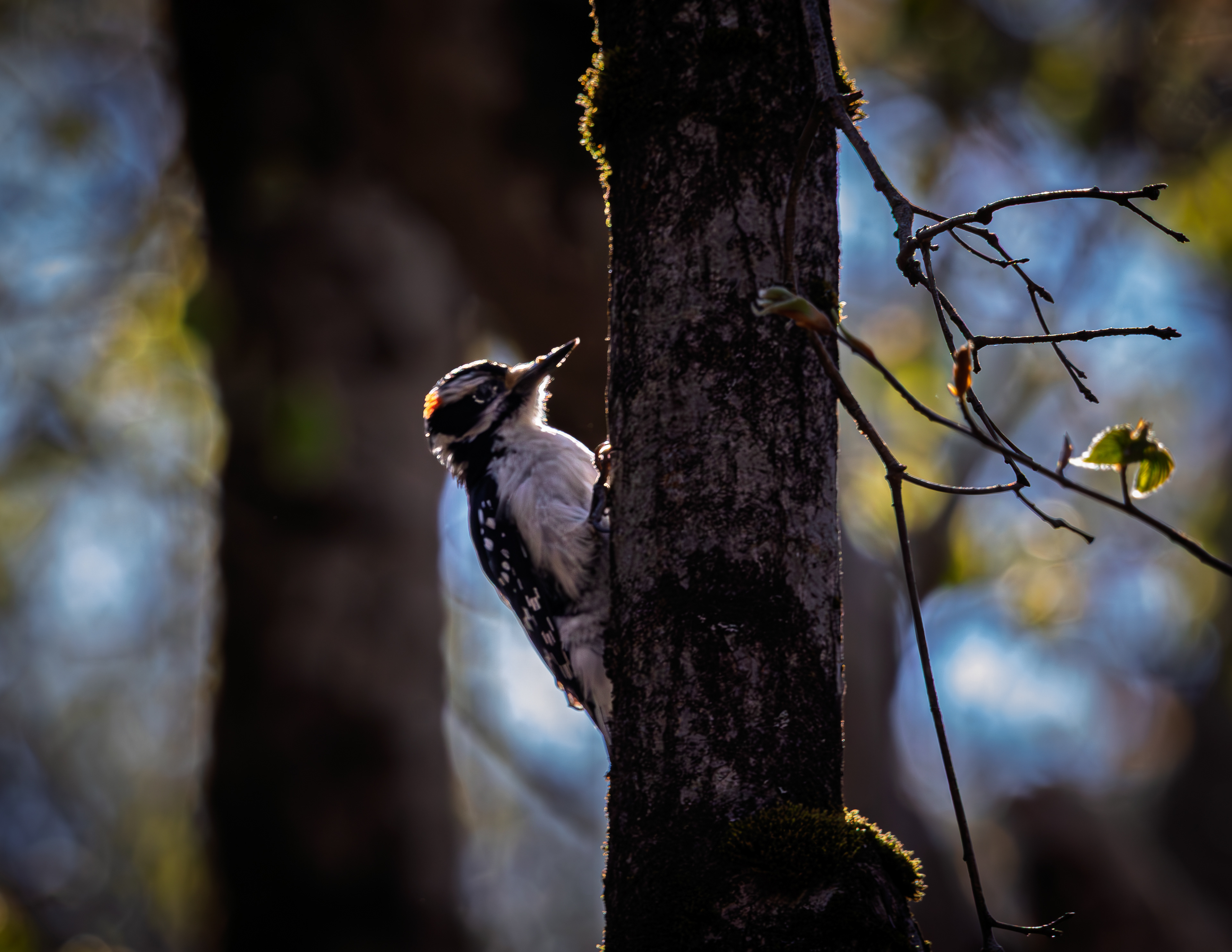 Hairy Woodpecker No1