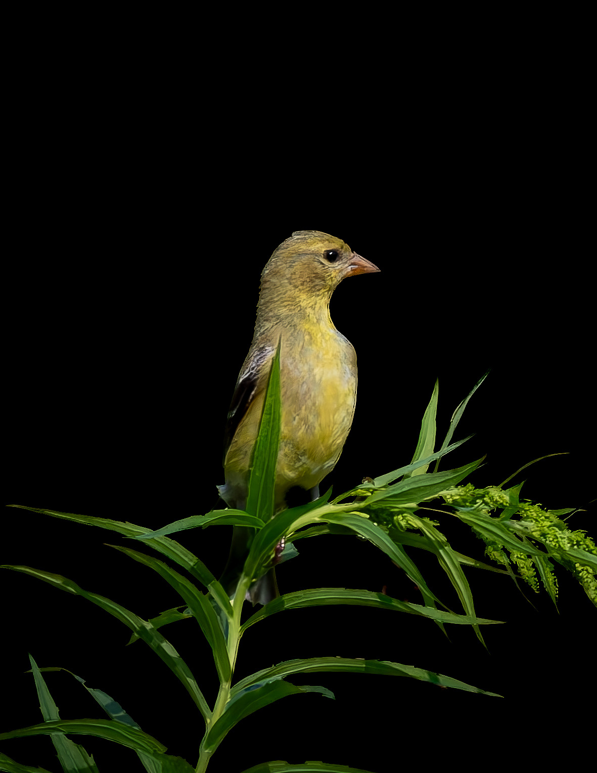 Female Goldfinch No1