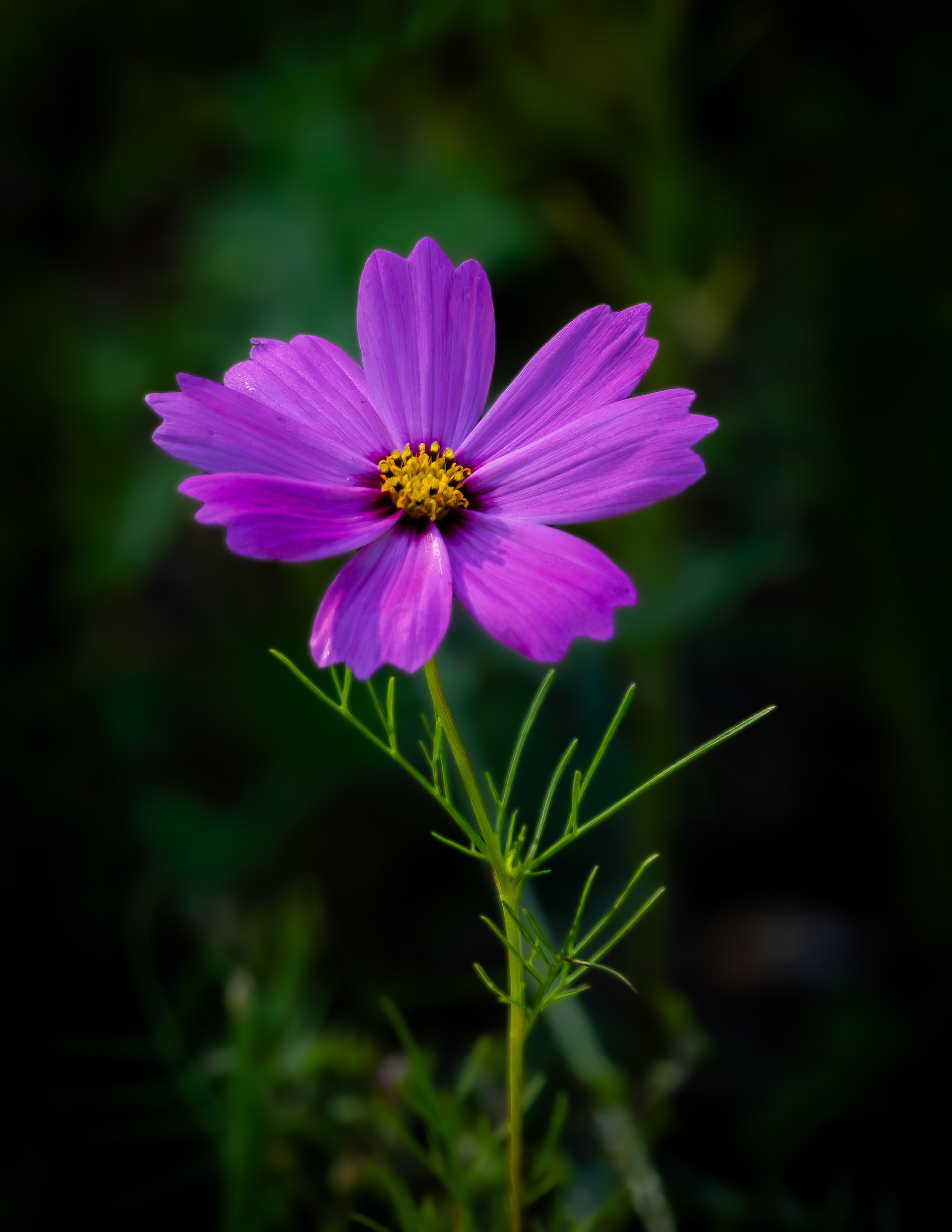 Cosmos - August 20, 2026