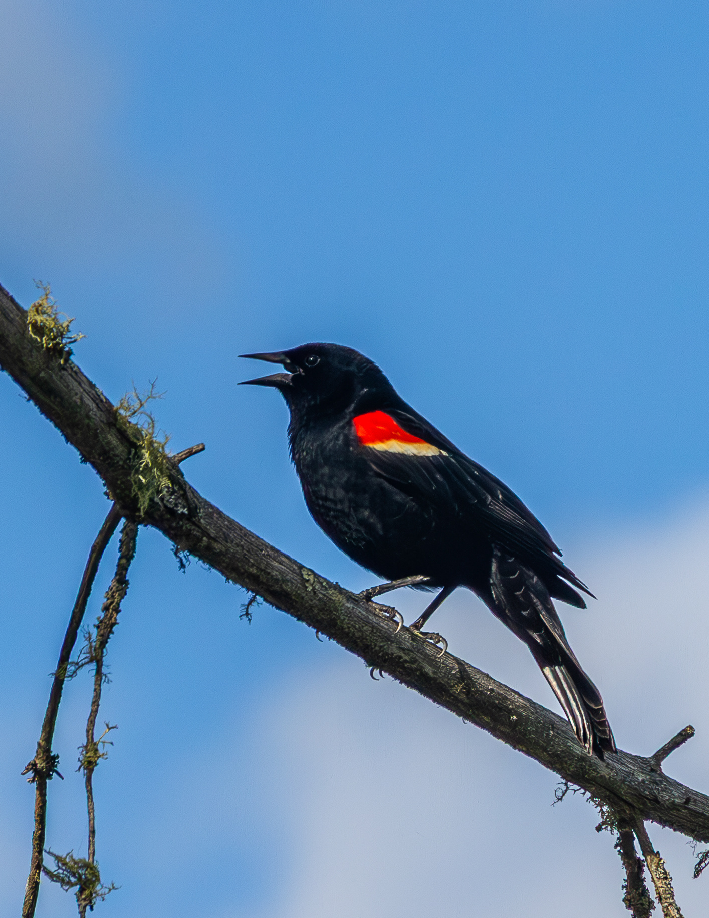 Male Red-winged Blackbird No2