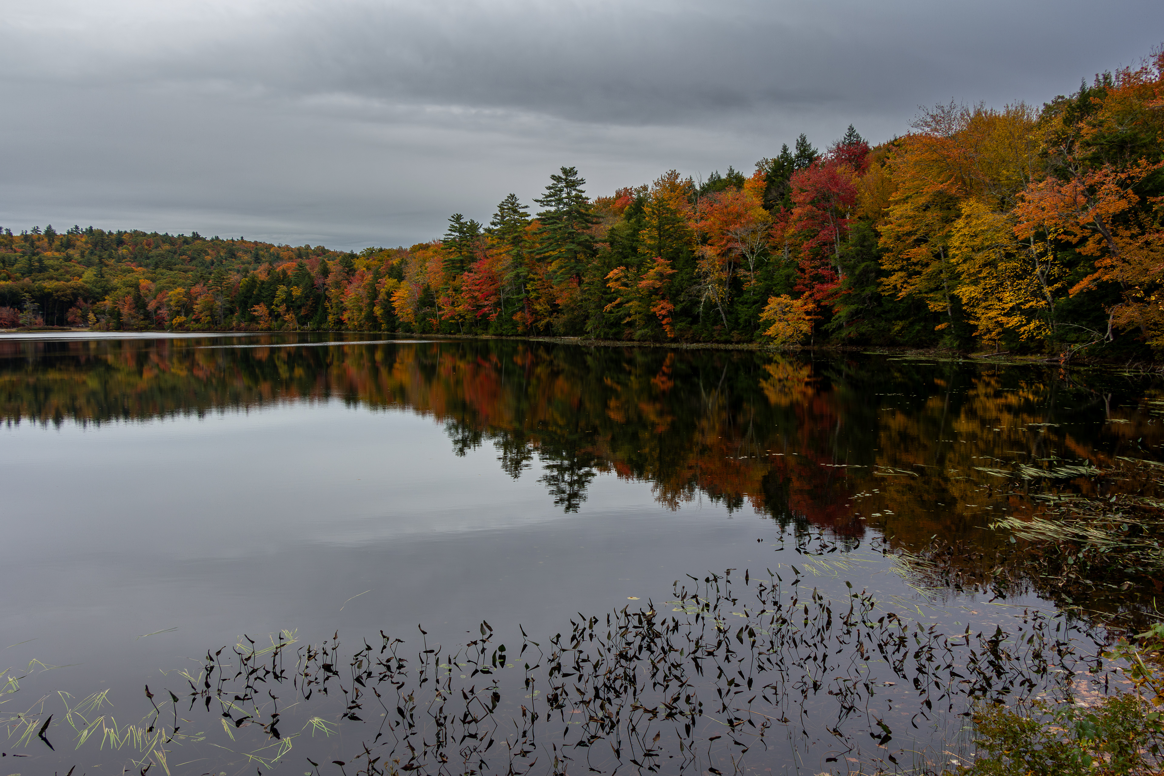 Autumn Colors at Rollins Pond No1 - October 13, 2024