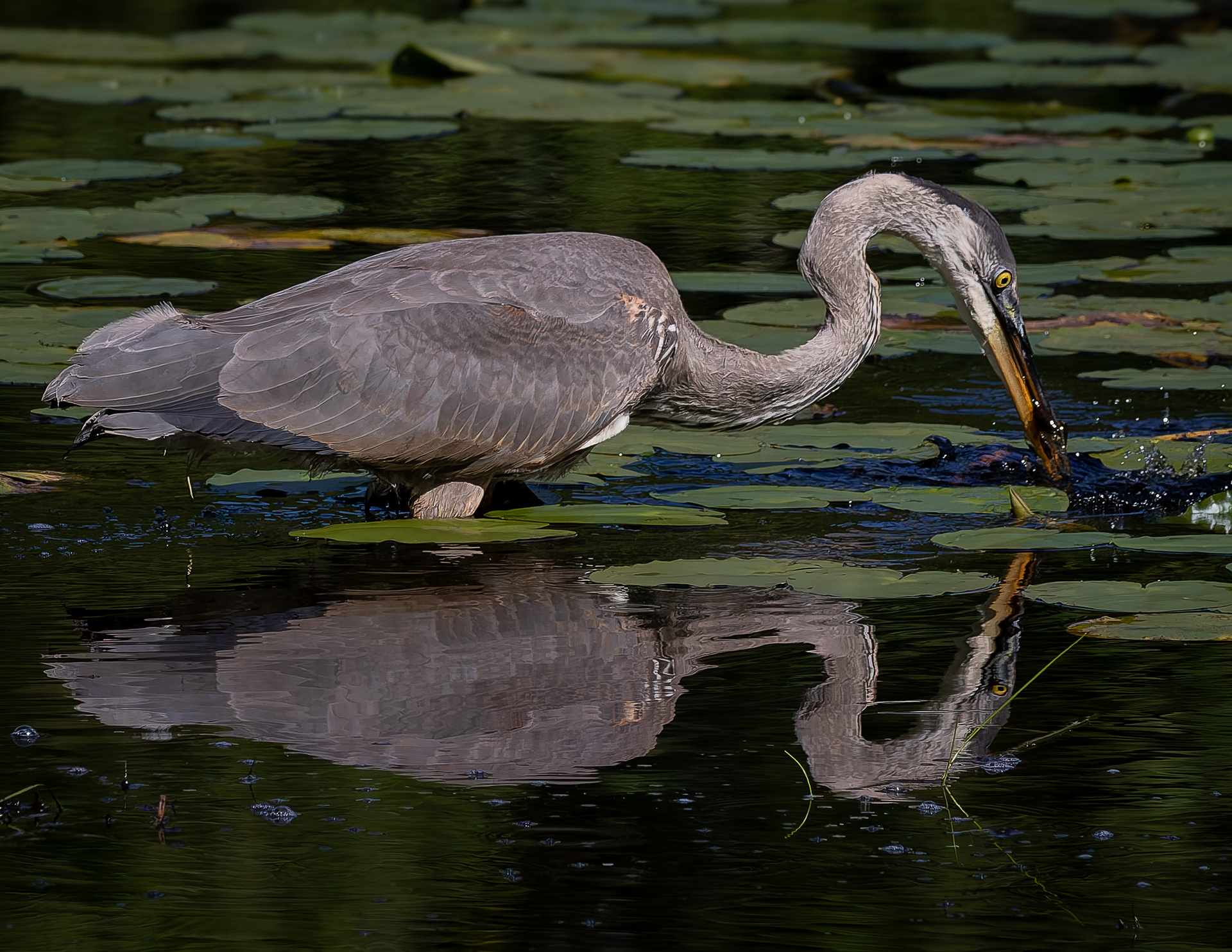 Great Blue Heron No12
